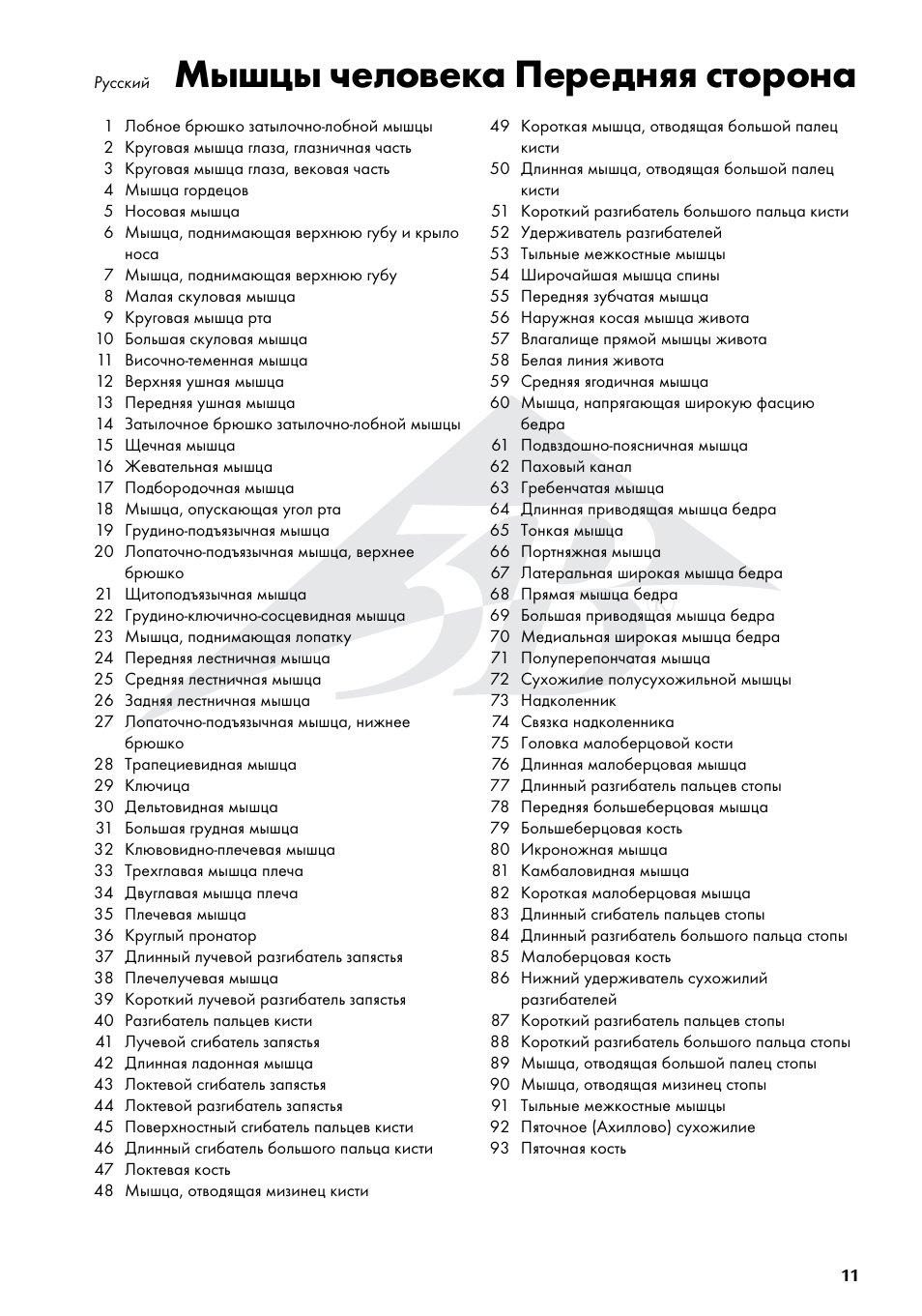 Мышцы человека передняя сторона | 3B Scientific The Human Musculature Chart, front User Manual | Page 11 / 13