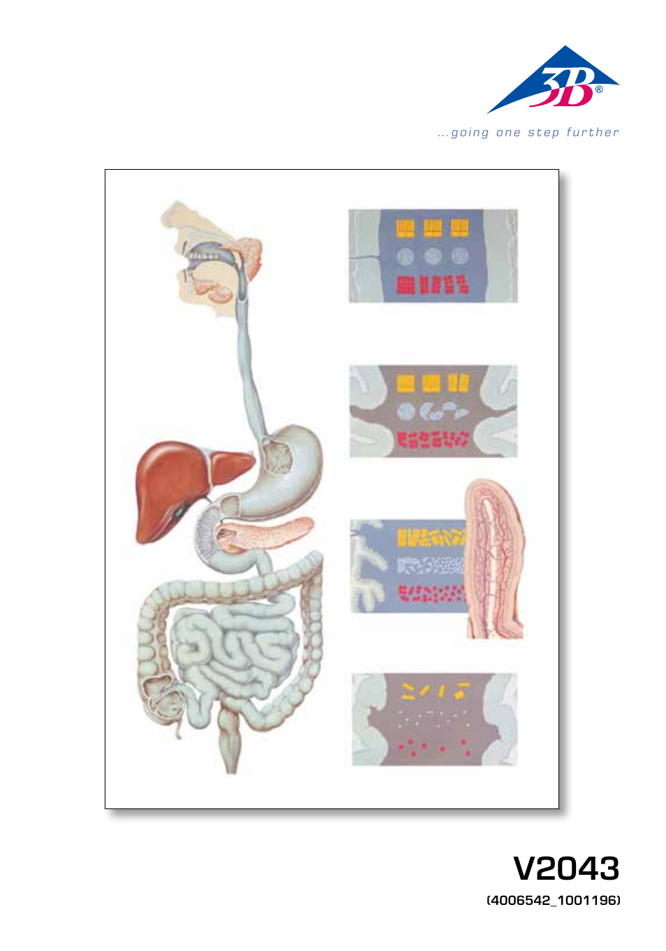 3B Scientific The Digestive System Chart User Manual | 24 pages