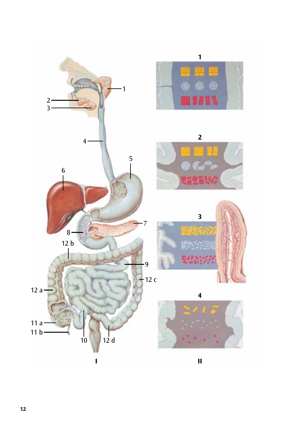 3B Scientific The Digestive System Chart User Manual | Page 12 / 24
