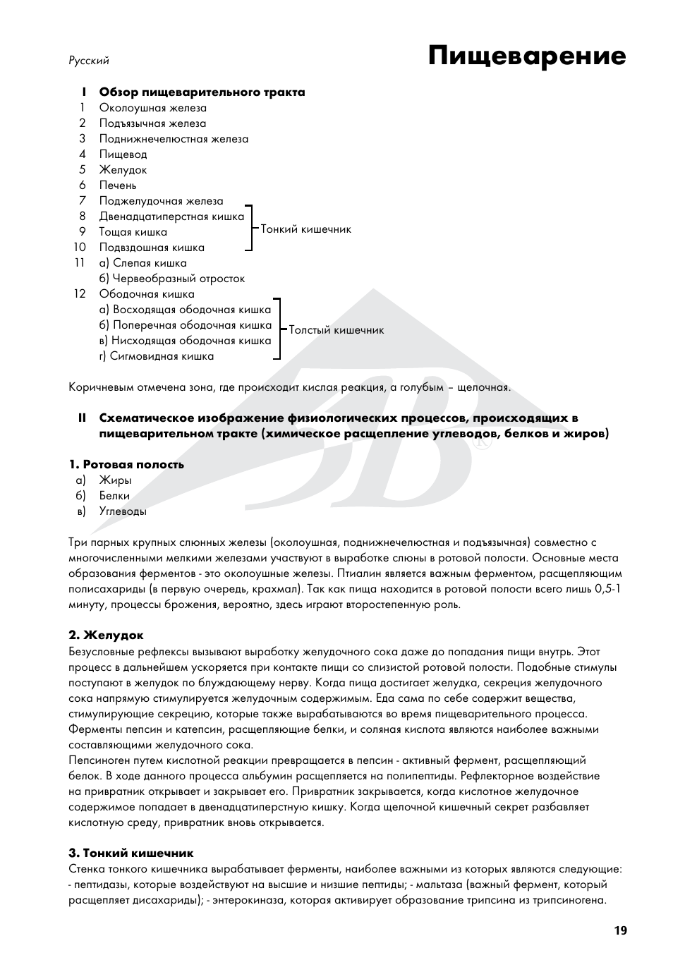 Пищеварение | 3B Scientific The Digestive System Chart User Manual | Page 19 / 24