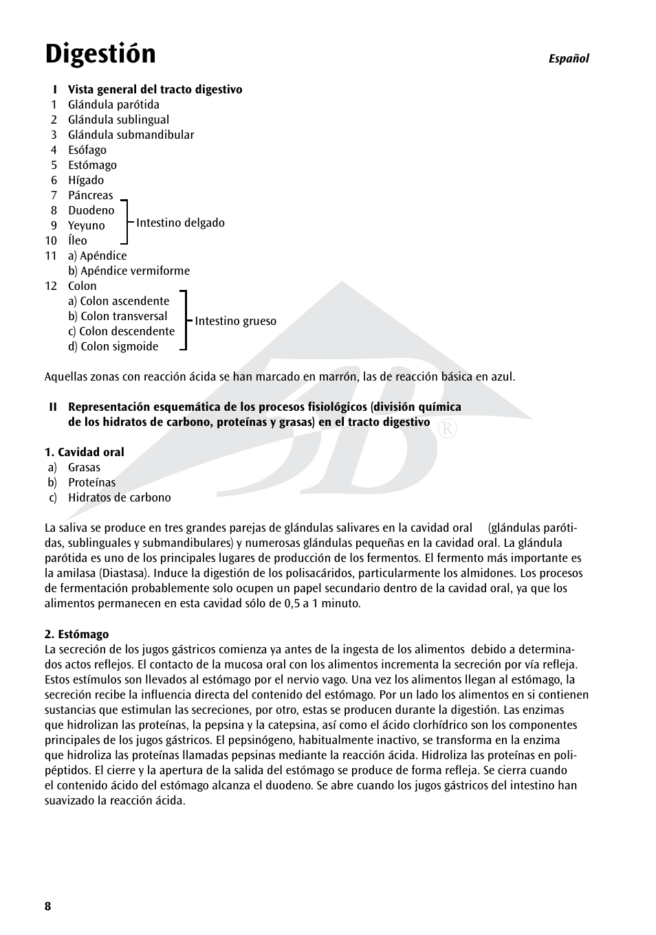 Digestión | 3B Scientific The Digestive System Chart User Manual | Page 8 / 24