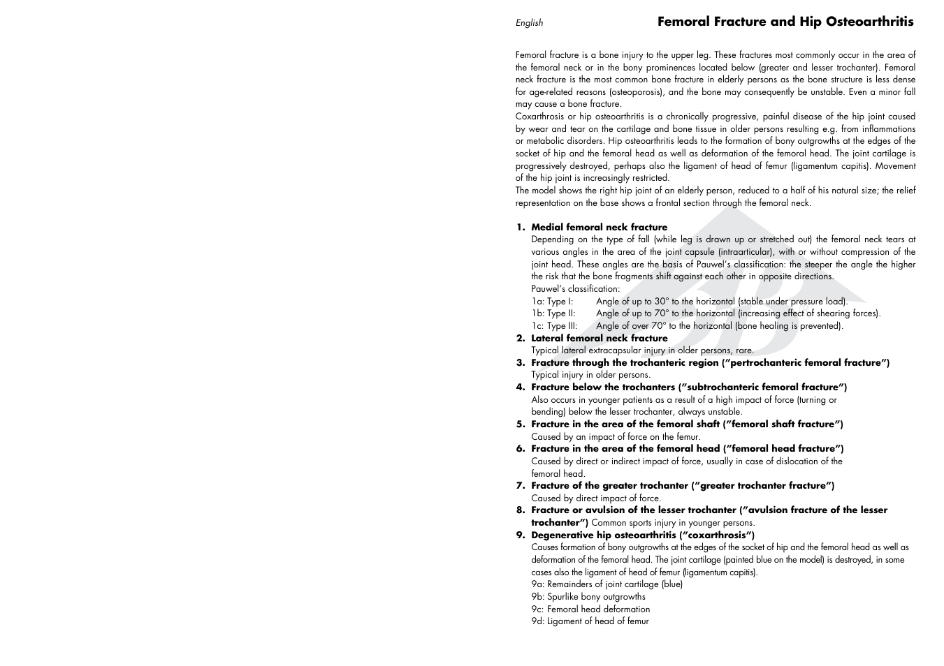 3B Scientific Femoral Fracture and Hip Osteoarthritis User Manual | Page 2 / 7
