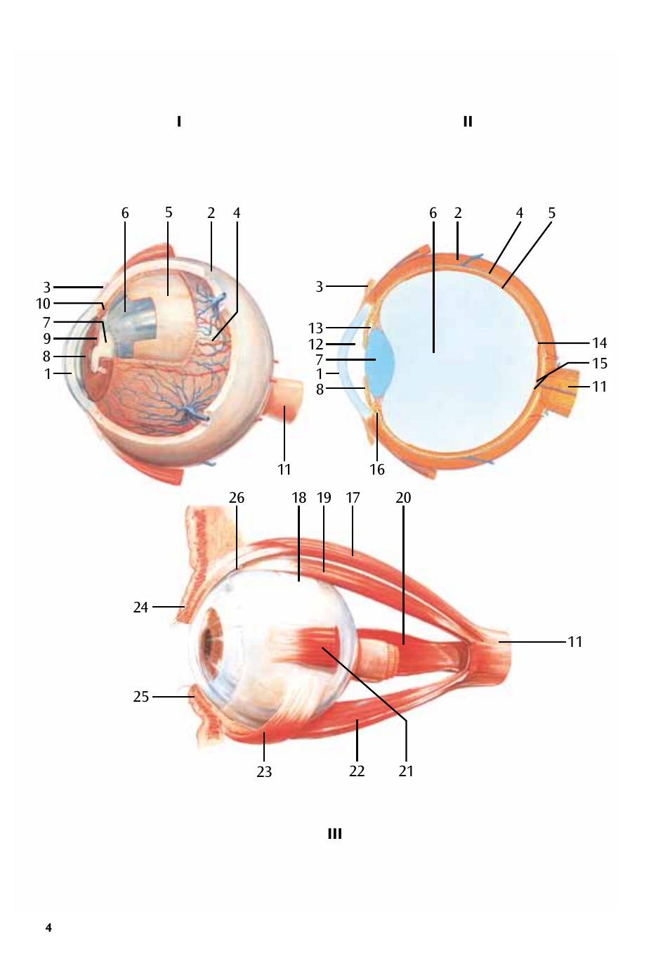 3B Scientific The Eye I Chart, Anatomy User Manual | Page 4 / 12