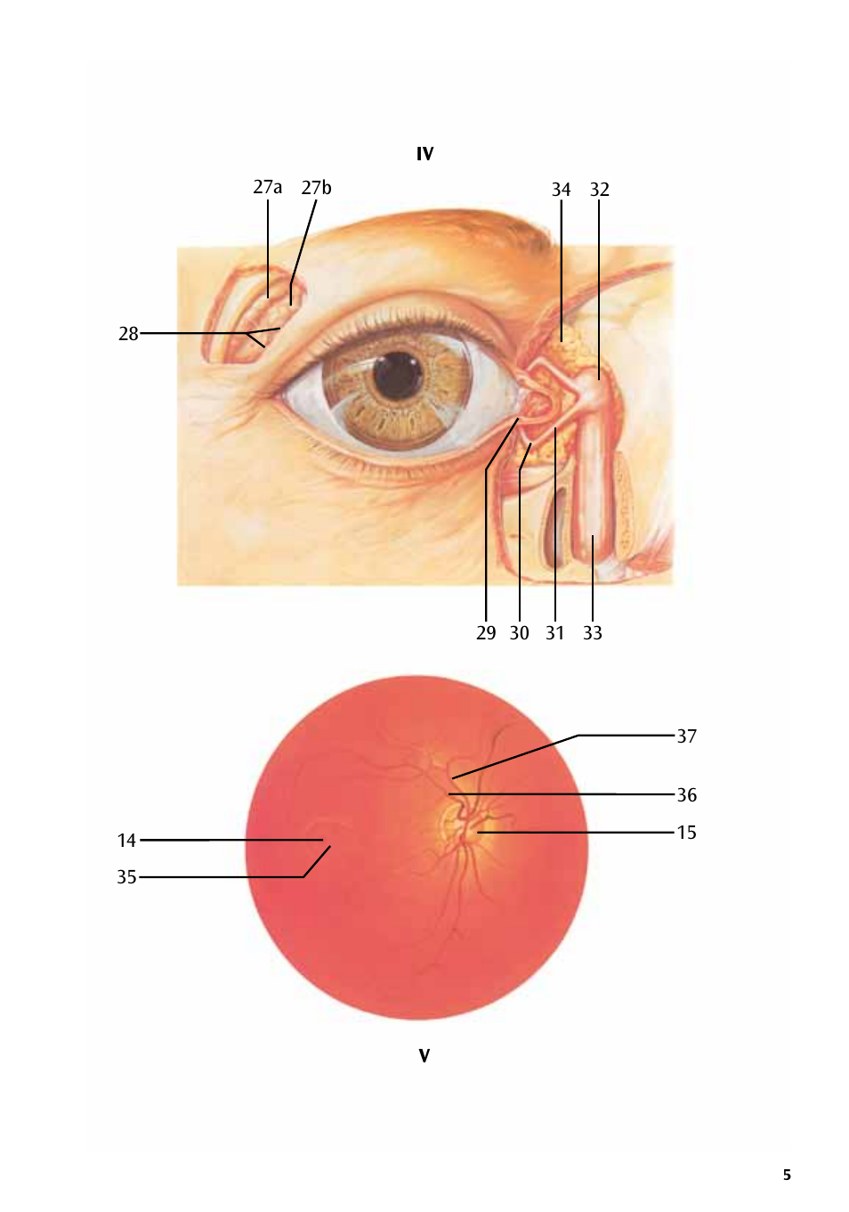 3B Scientific The Eye I Chart, Anatomy User Manual | Page 5 / 12