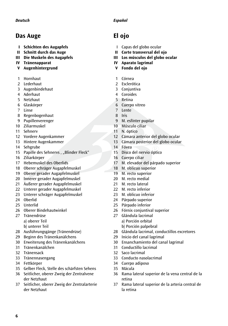 Das auge, El ojo | 3B Scientific The Eye I Chart, Anatomy User Manual | Page 6 / 12