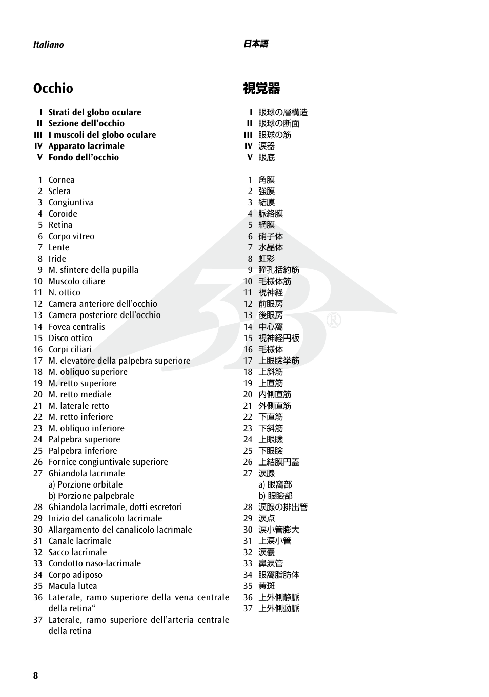 Occhio | 3B Scientific The Eye I Chart, Anatomy User Manual | Page 8 / 12