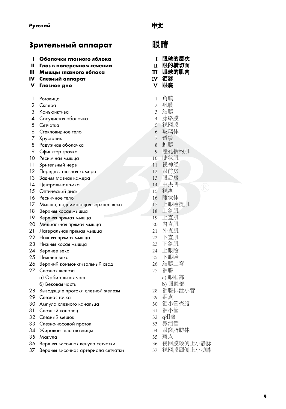 Зрительный аппарат, Occhio | 3B Scientific The Eye I Chart, Anatomy User Manual | Page 9 / 12