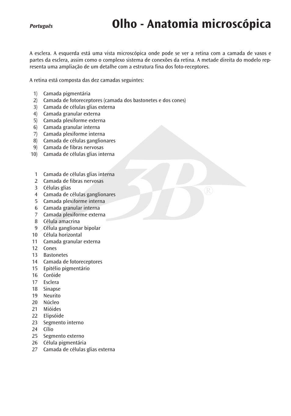 Olho - anatomia microscópica | 3B Scientific 3B MICROanatomy™ Eye User Manual | Page 11 / 16