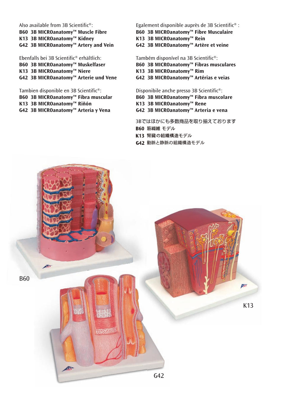 3B Scientific 3B MICROanatomy™ Eye User Manual | Page 14 / 16
