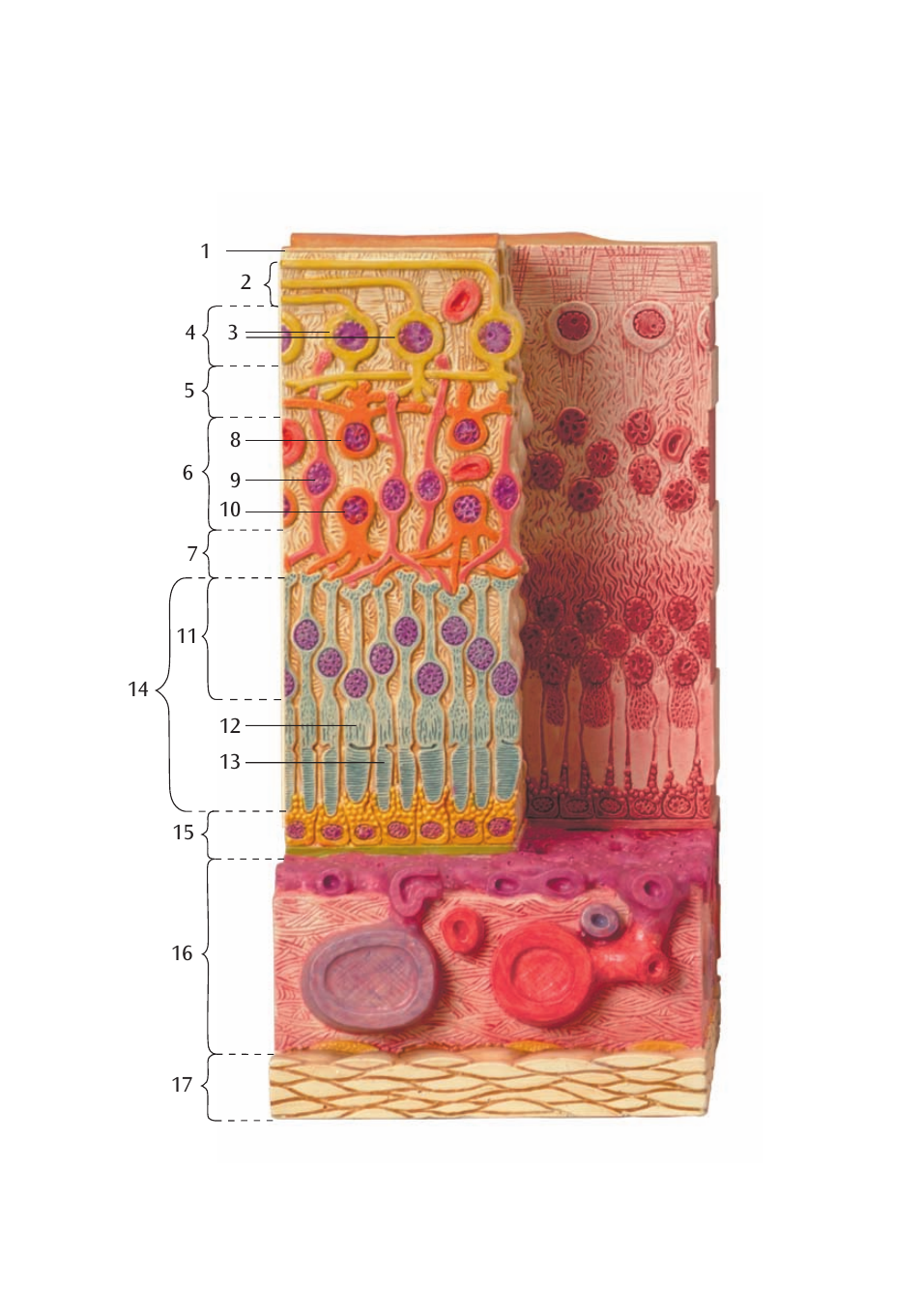 3B Scientific 3B MICROanatomy™ Eye User Manual | Page 6 / 16