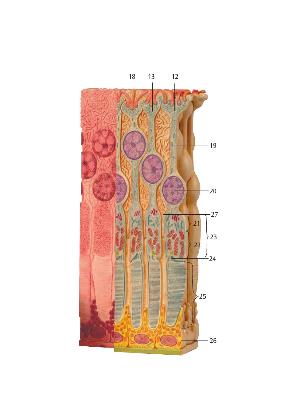 3B Scientific 3B MICROanatomy™ Eye User Manual | Page 7 / 16