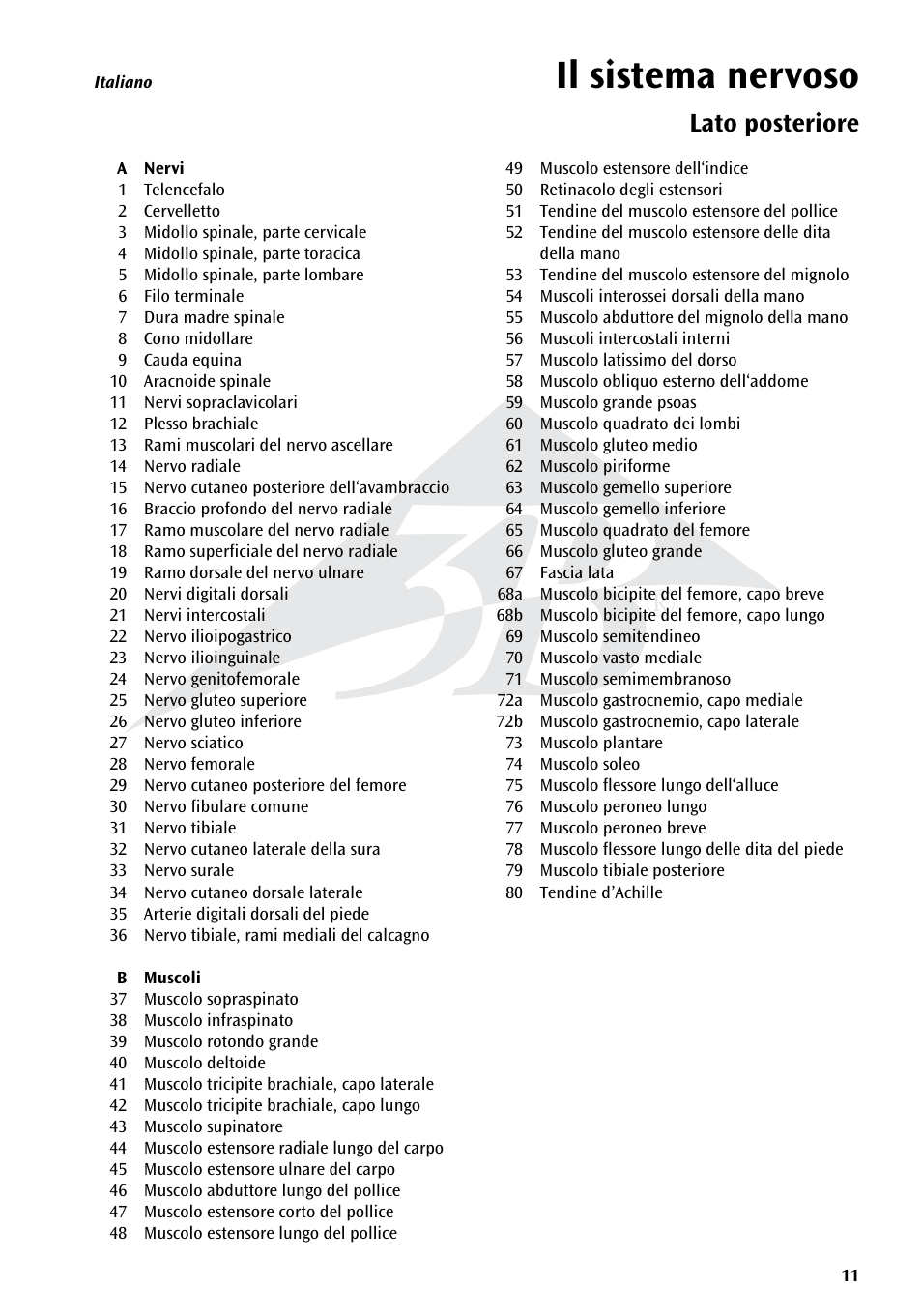 Il sistema nervoso, Lato posteriore | 3B Scientific The Nervous System Chart, rear User Manual | Page 11 / 16
