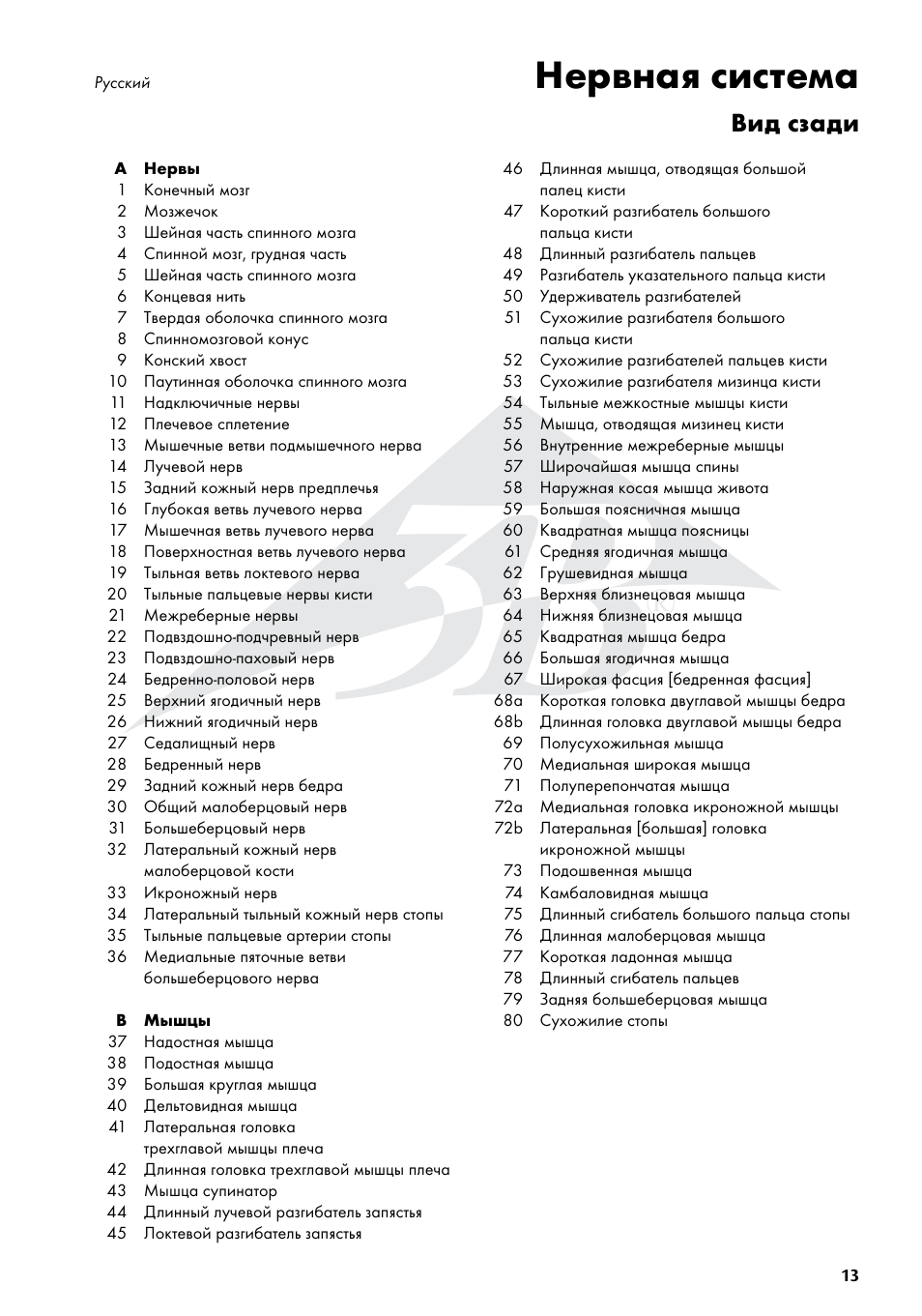 Нервная система, Вид сзади | 3B Scientific The Nervous System Chart, rear User Manual | Page 13 / 16