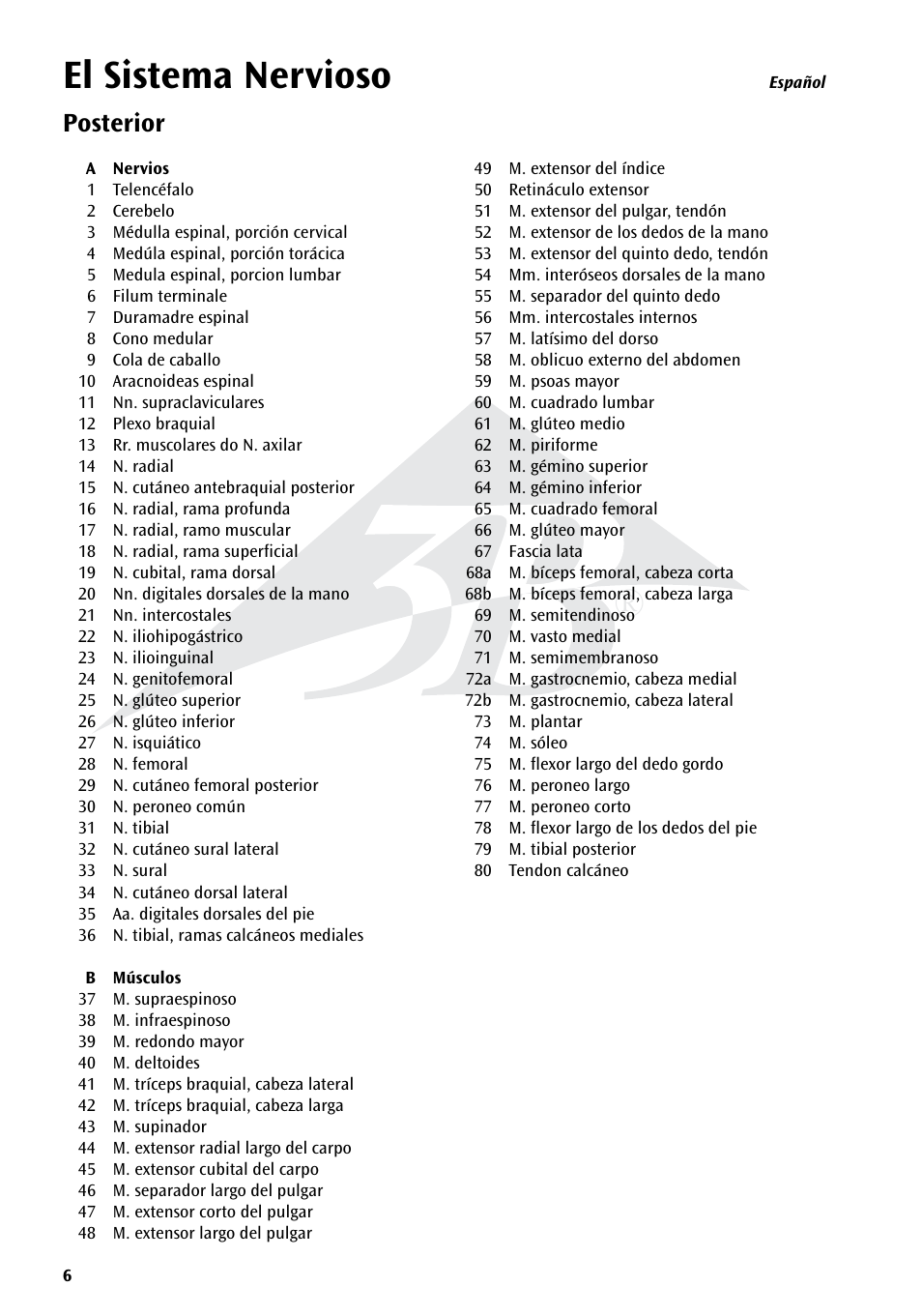 El sistema nervioso, Posterior | 3B Scientific The Nervous System Chart, rear User Manual | Page 6 / 16