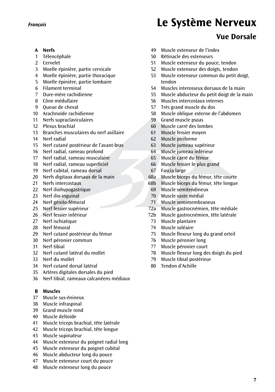 Le système nerveux, Vue dorsale | 3B Scientific The Nervous System Chart, rear User Manual | Page 7 / 16
