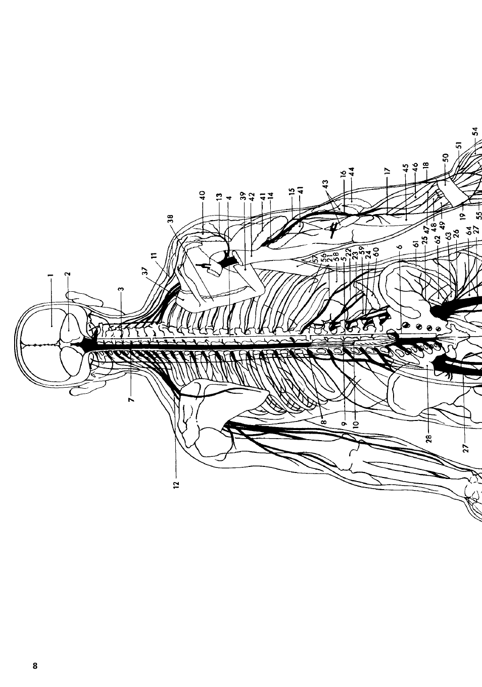 3B Scientific The Nervous System Chart, rear User Manual | Page 8 / 16