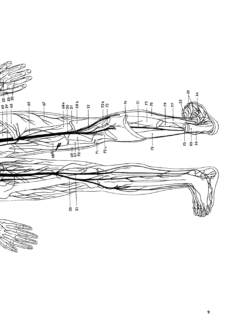 3B Scientific The Nervous System Chart, rear User Manual | Page 9 / 16