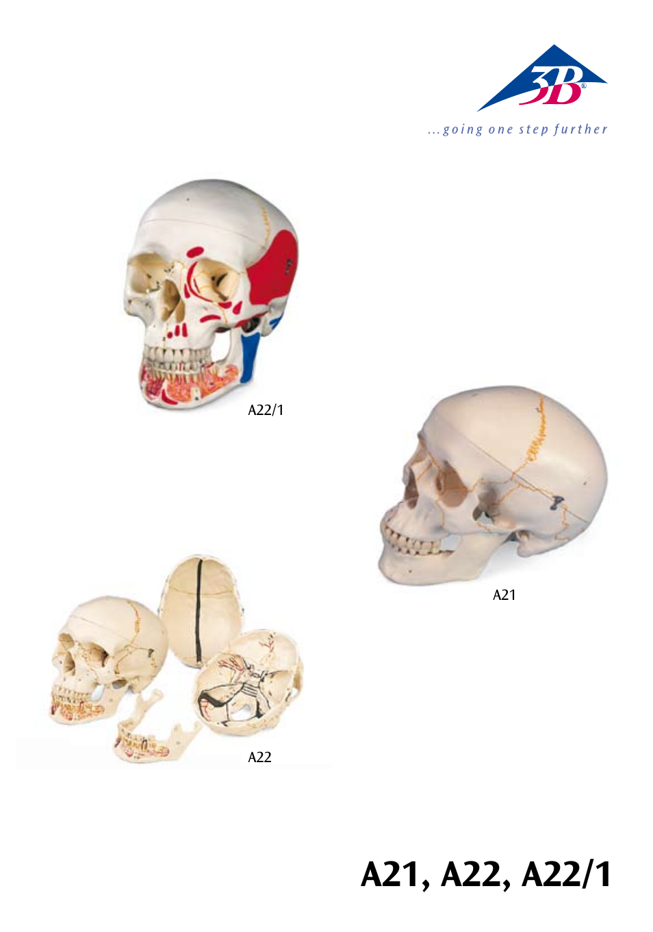 3B Scientific Classic Human Skull Model with Opened Lower Jaw, 3 part, painted User Manual | 18 pages