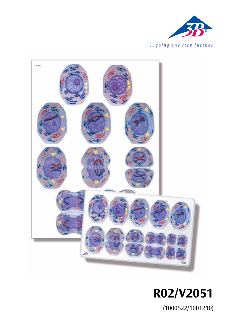 3B Scientific Cell Division II Chart, Meiosis User Manual | 64 pages