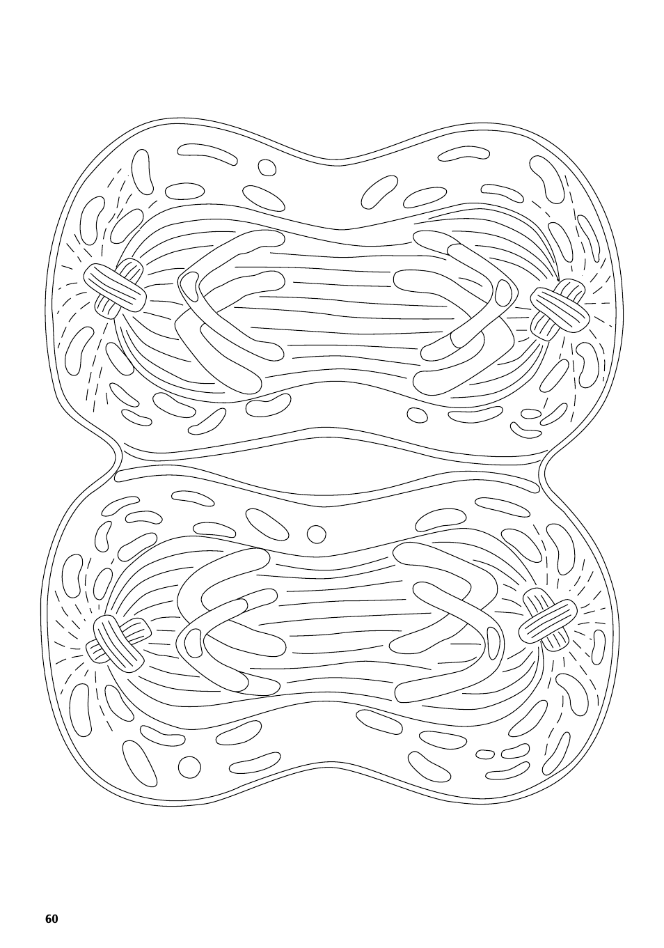 3B Scientific Cell Division II Chart, Meiosis User Manual | Page 60 / 64