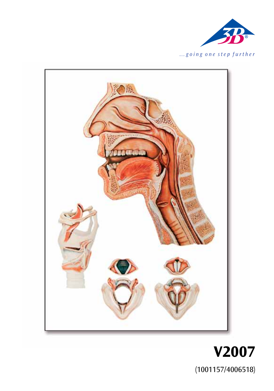 3B Scientific Speech Organs Chart User Manual | 16 pages