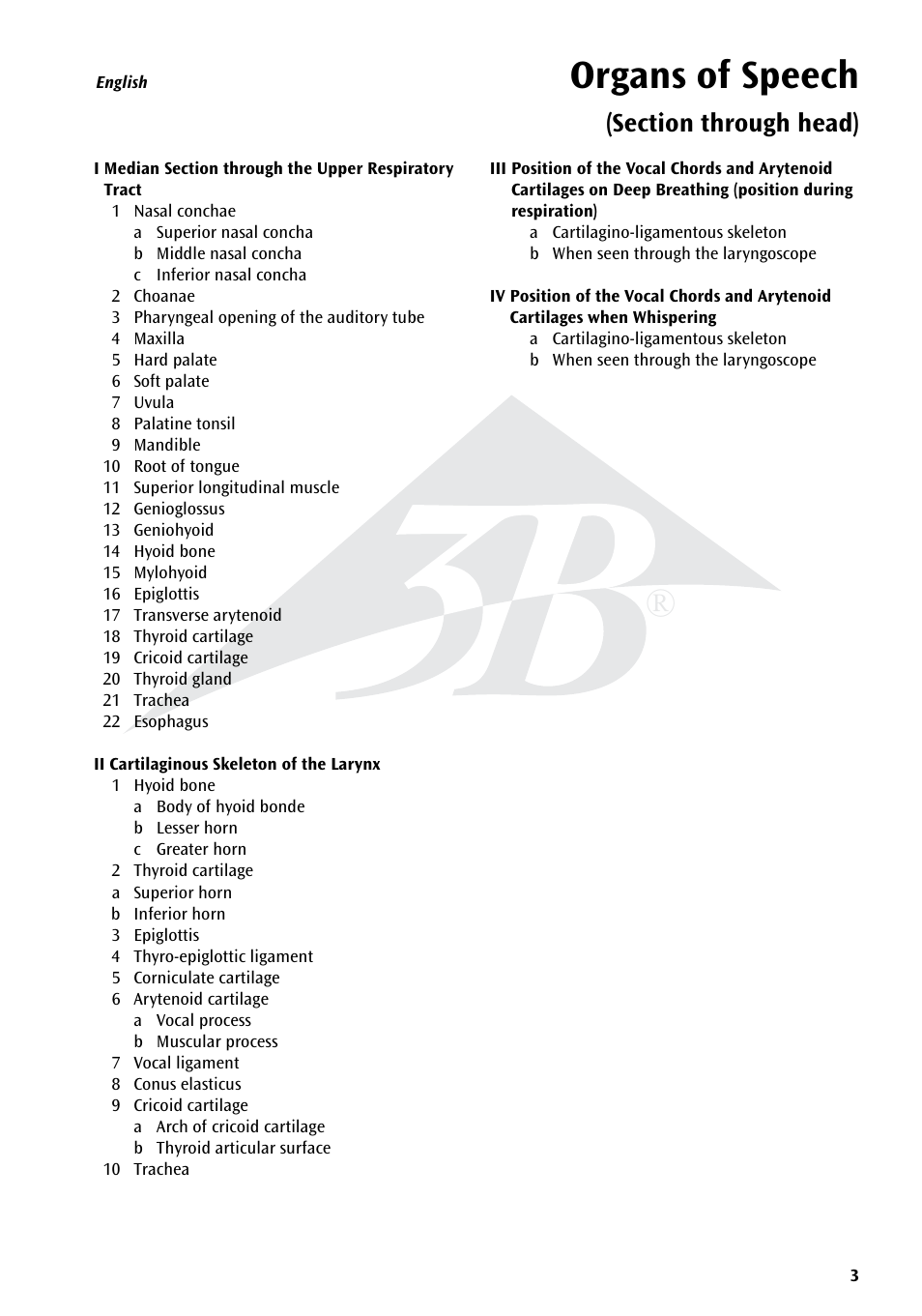 Organs of speech | 3B Scientific Speech Organs Chart User Manual | Page 3 / 16