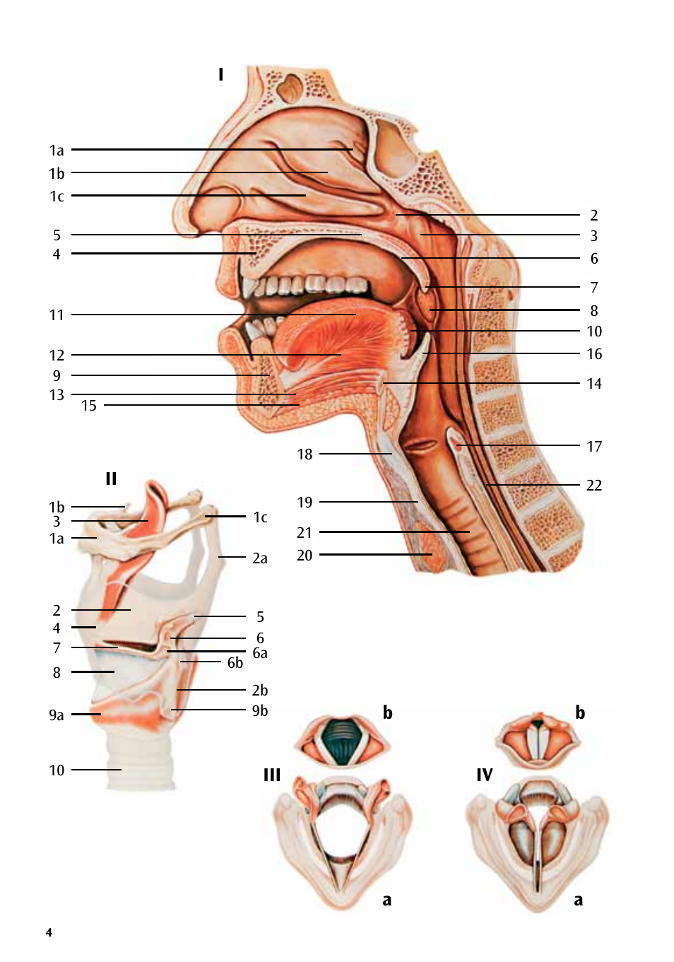 3B Scientific Speech Organs Chart User Manual | Page 4 / 16