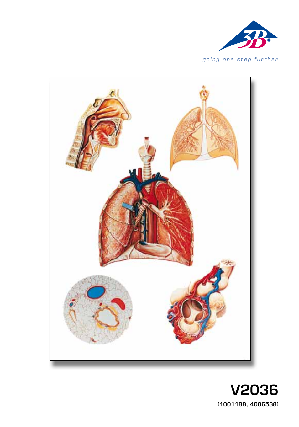 3B Scientific Respiratory Organs Chart User Manual | 20 pages