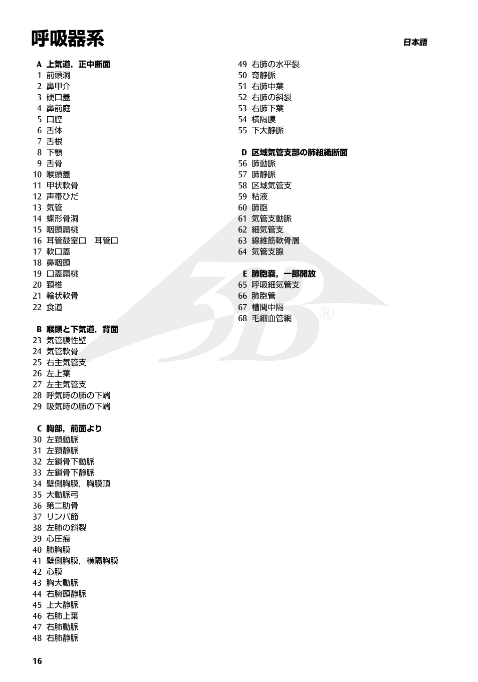 呼吸器系 | 3B Scientific Respiratory Organs Chart User Manual | Page 16 / 20