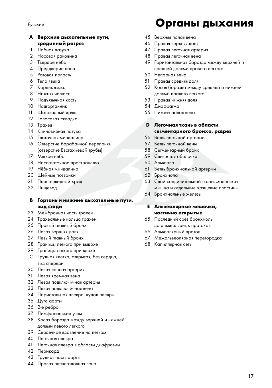 Органы дыхания, 呼吸器系 | 3B Scientific Respiratory Organs Chart User Manual | Page 17 / 20