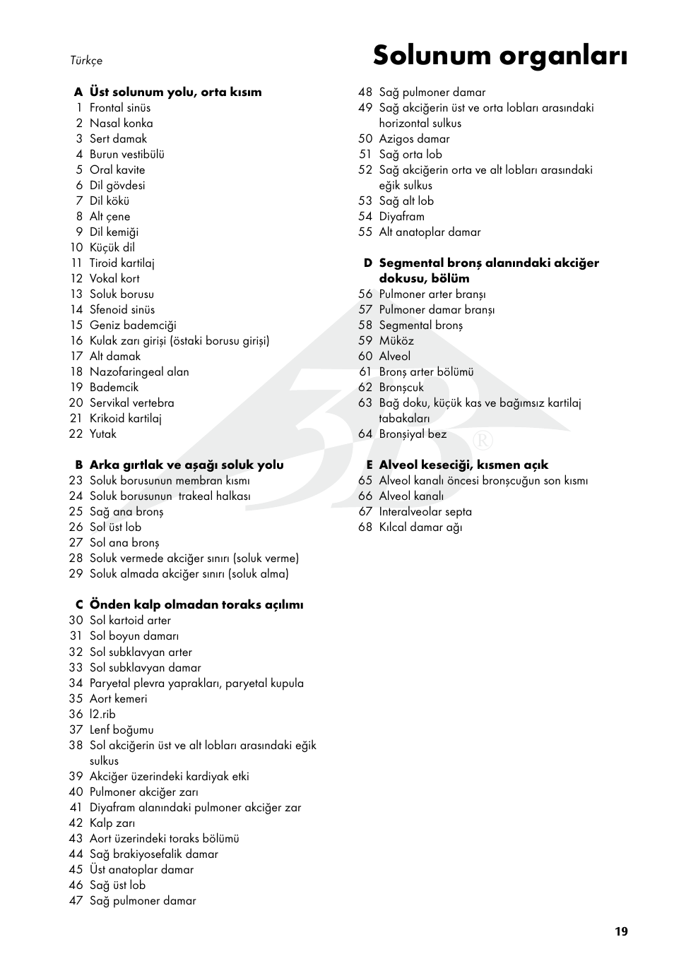 Solunum organları | 3B Scientific Respiratory Organs Chart User Manual | Page 19 / 20