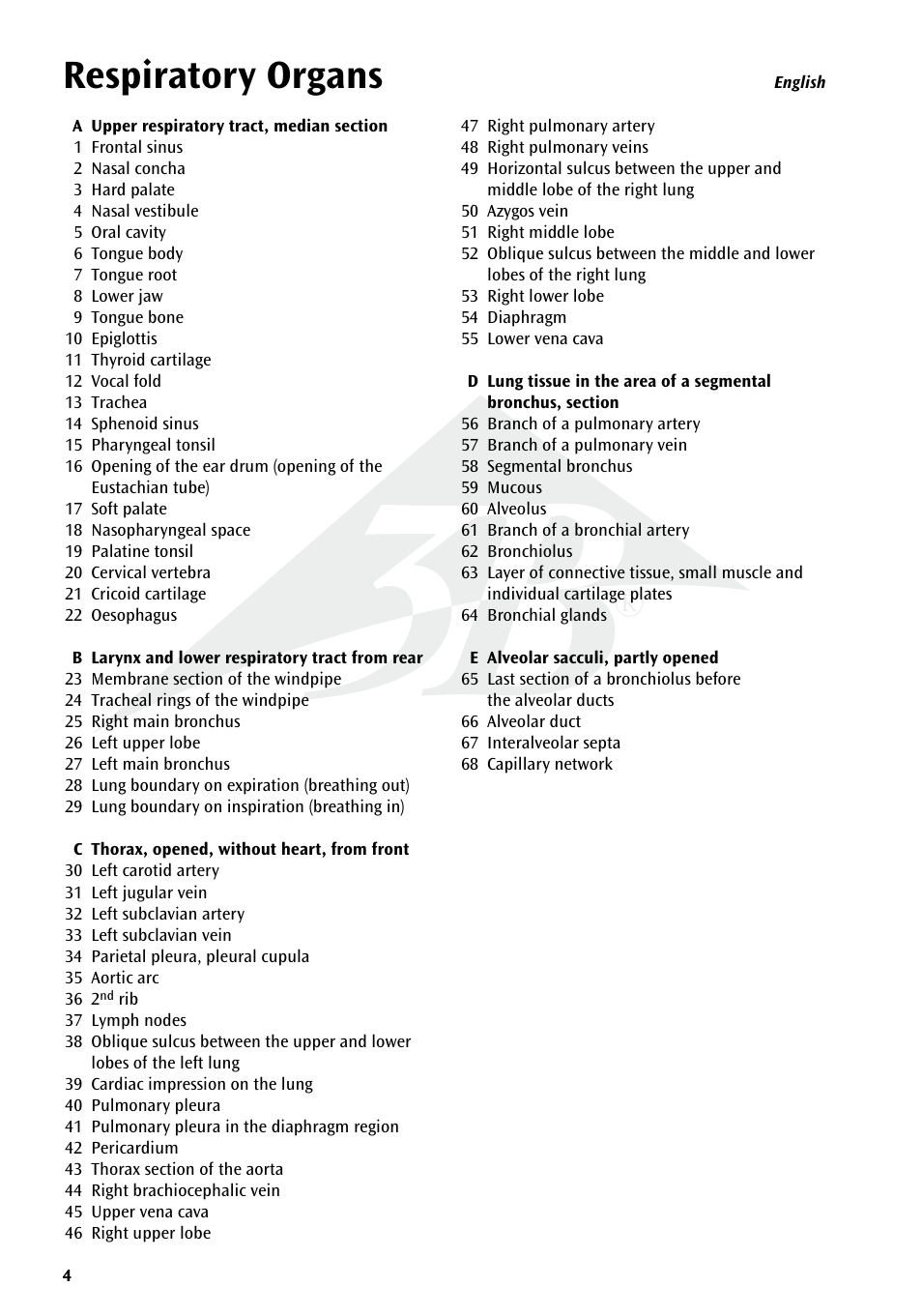 Respiratory organs | 3B Scientific Respiratory Organs Chart User Manual | Page 4 / 20