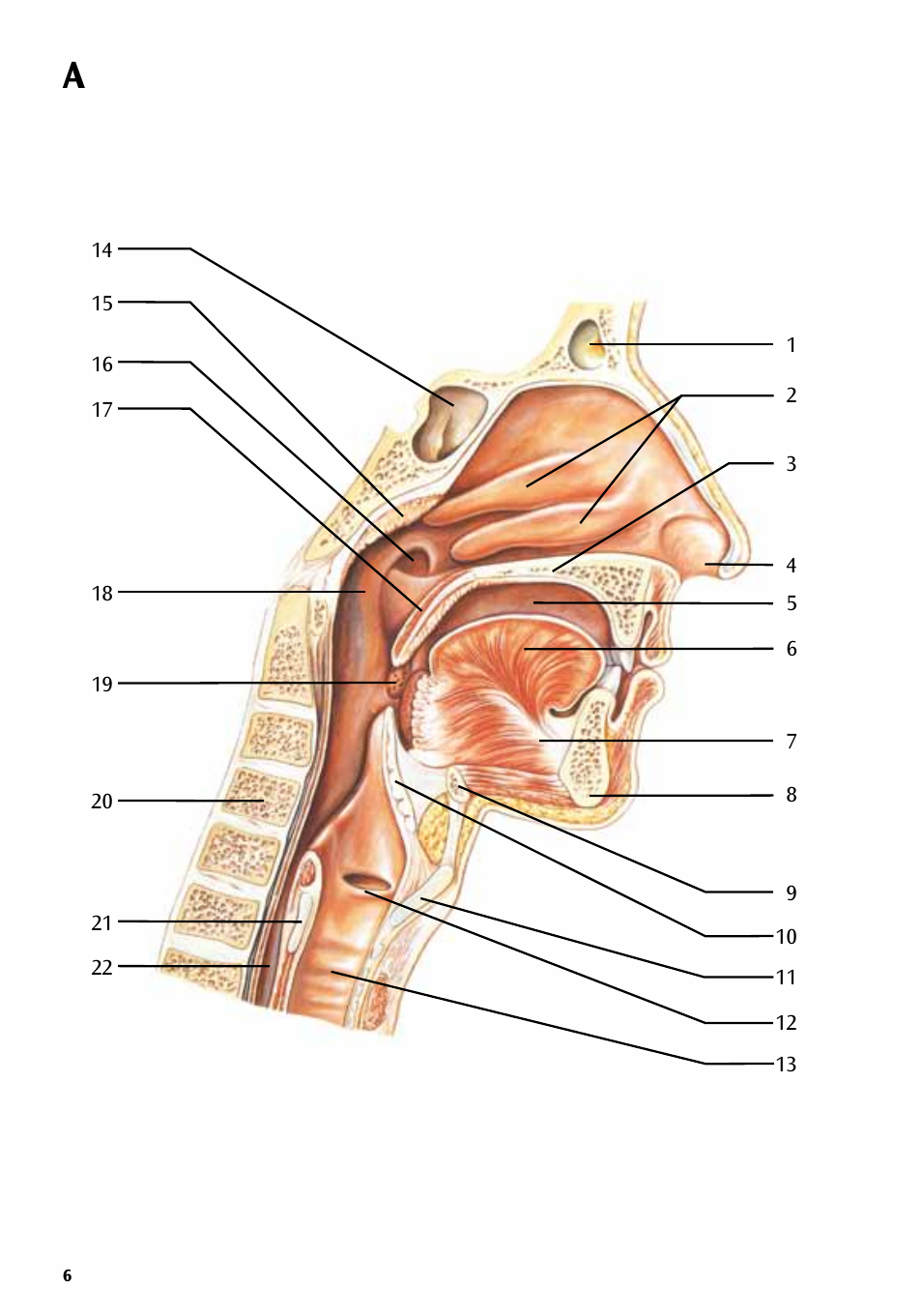 3B Scientific Respiratory Organs Chart User Manual | Page 6 / 20