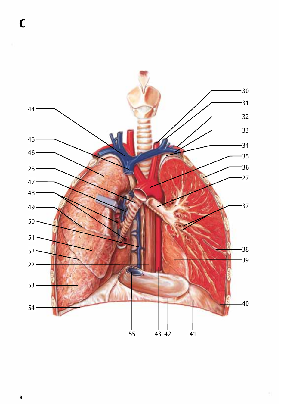 3B Scientific Respiratory Organs Chart User Manual | Page 8 / 20