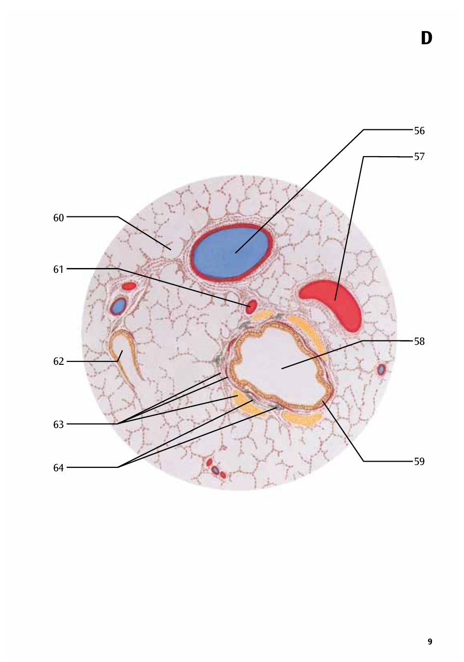 3B Scientific Respiratory Organs Chart User Manual | Page 9 / 20