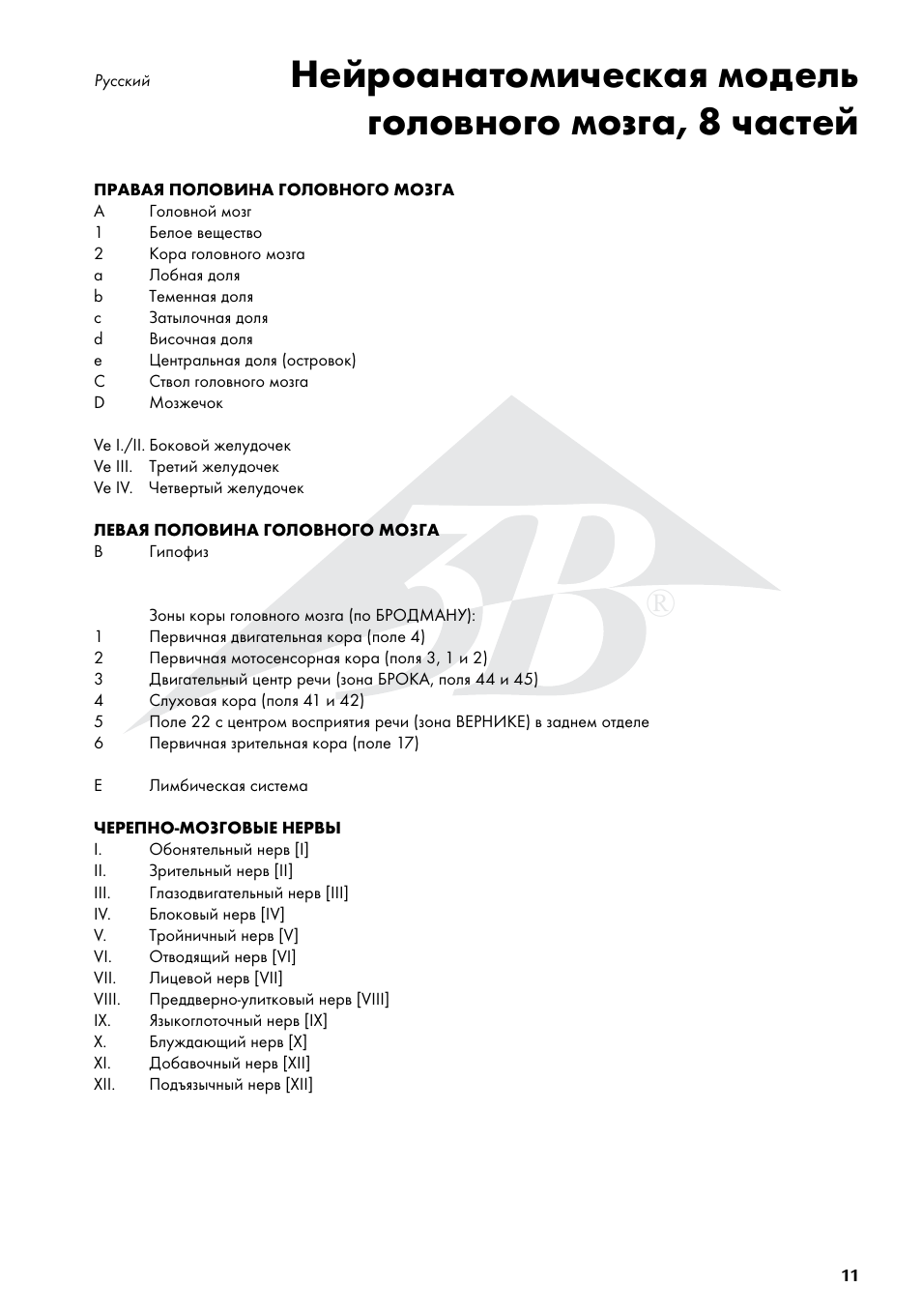 3B Scientific Neuro-Anatomical Brain, 8 part User Manual | Page 11 / 16