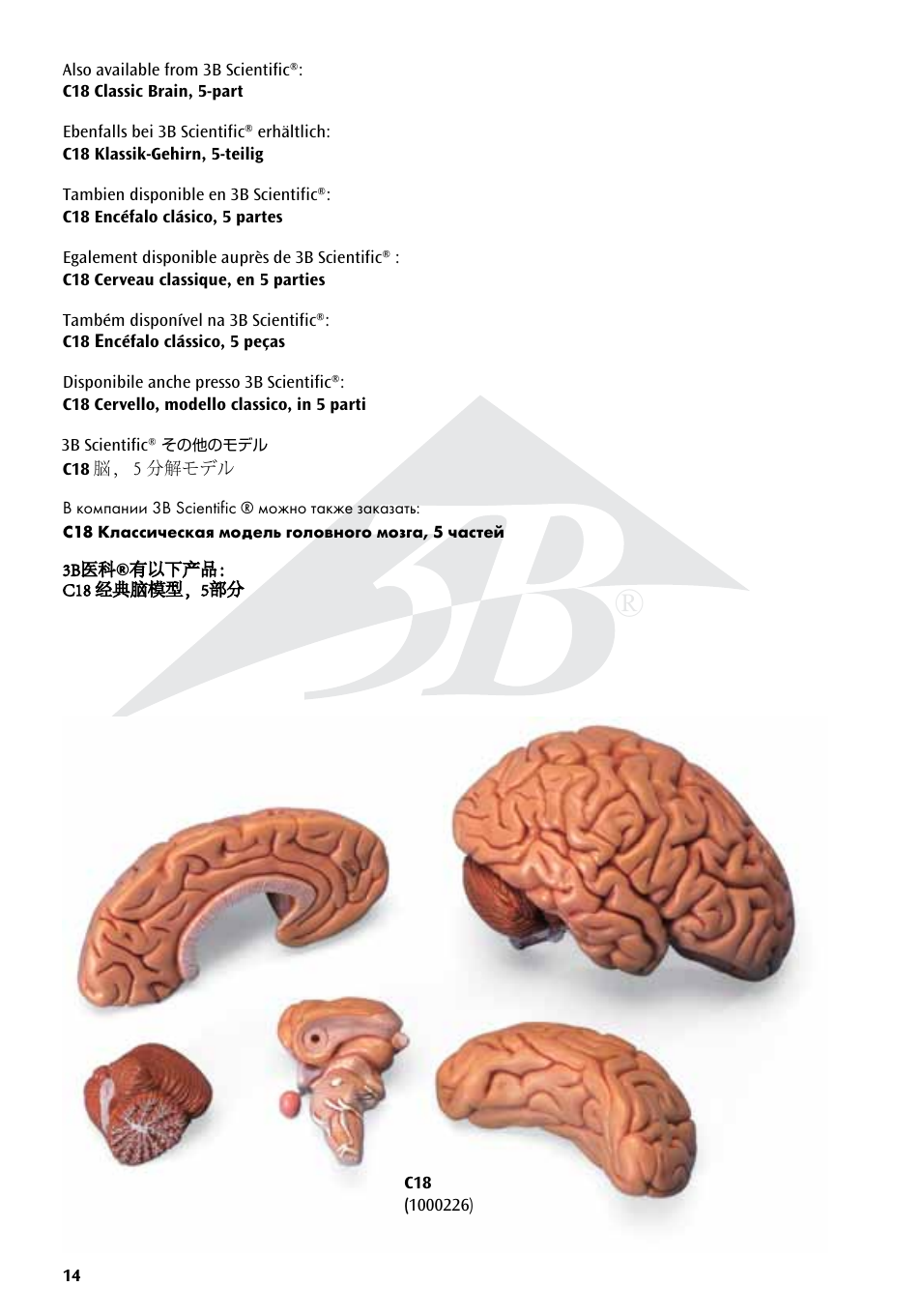 3B Scientific Neuro-Anatomical Brain, 8 part User Manual | Page 14 / 16