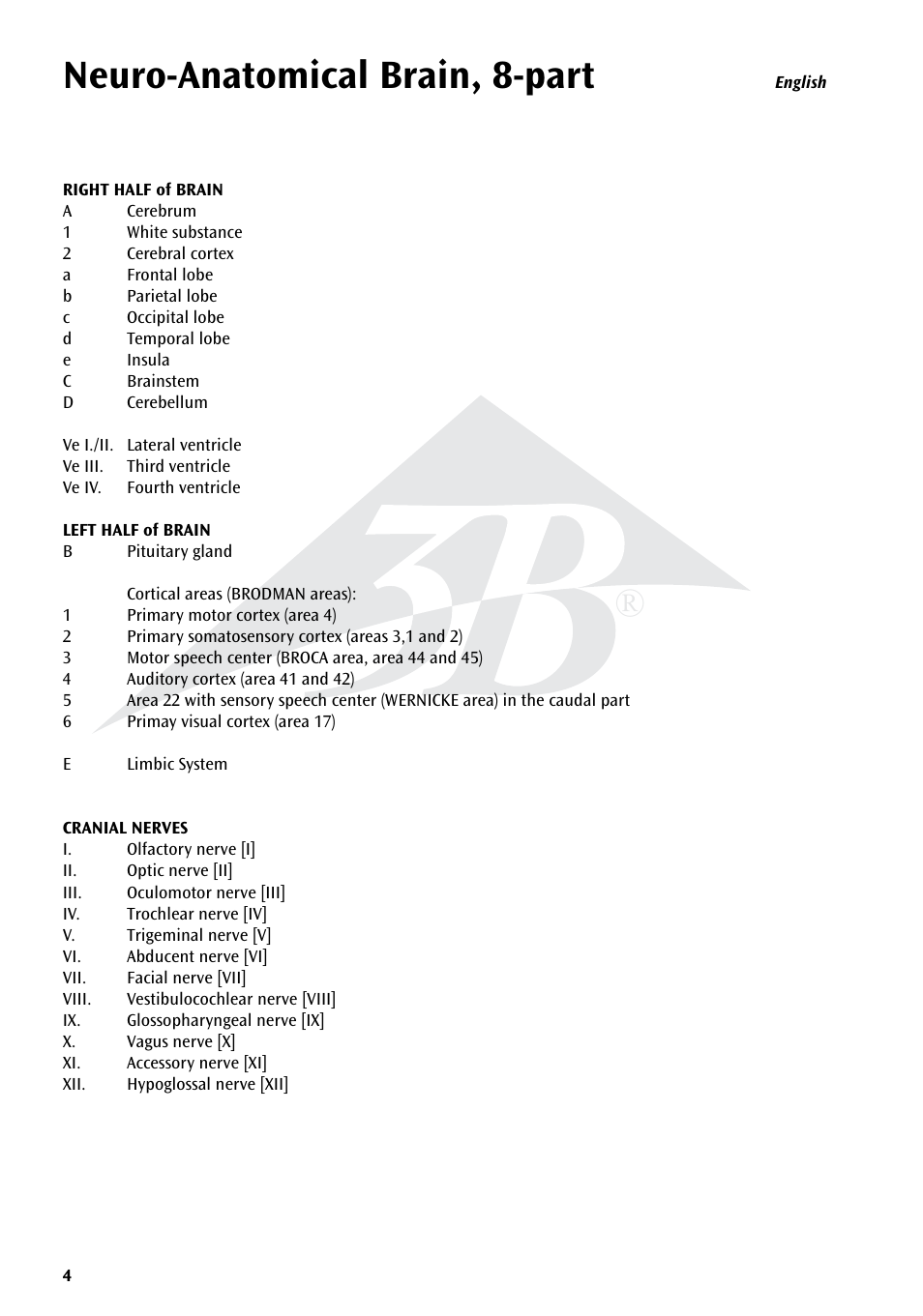 Neuro-anatomical brain, 8-part | 3B Scientific Neuro-Anatomical Brain, 8 part User Manual | Page 4 / 16