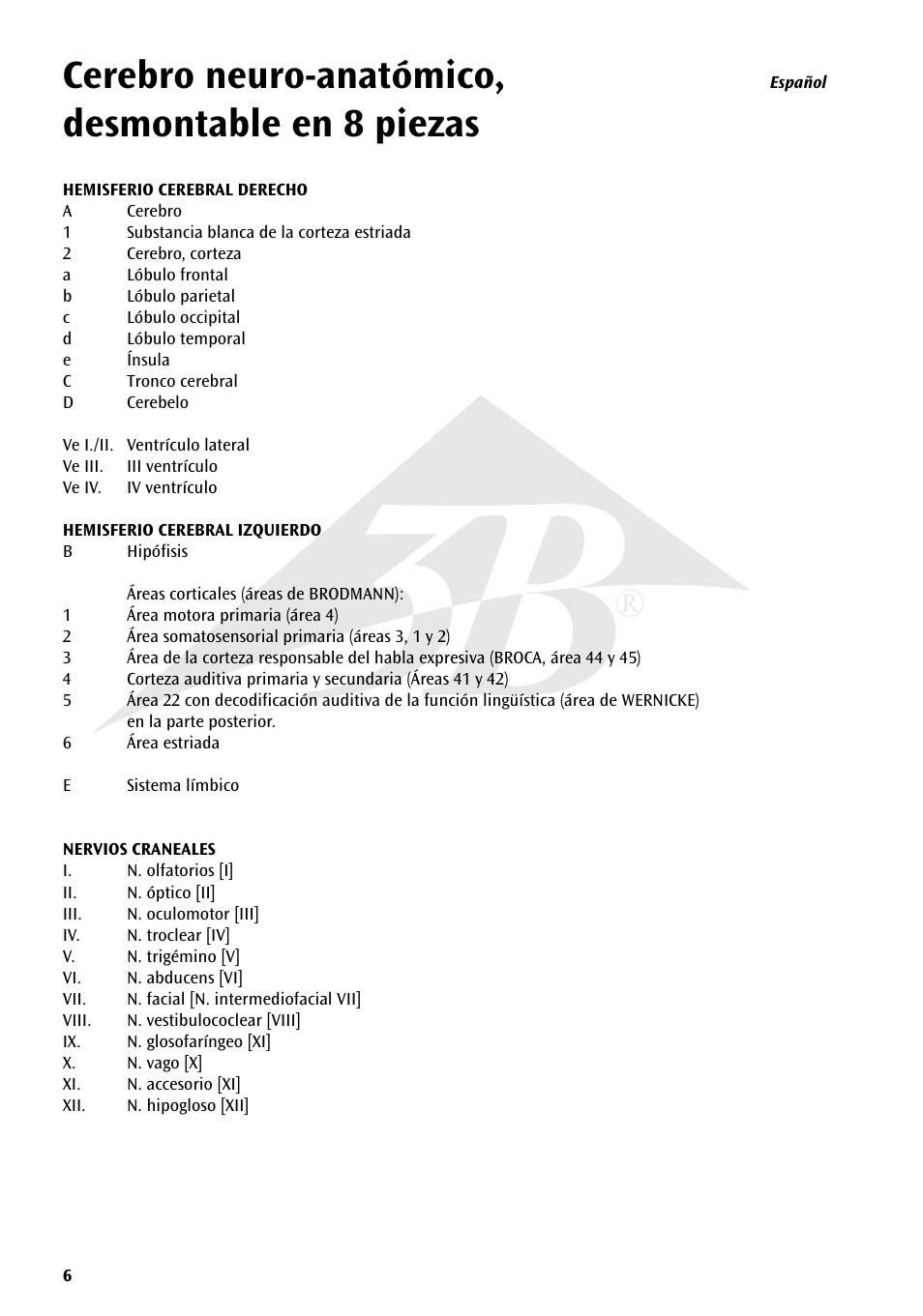Cerebro neuro-anatómico, desmontable en 8 piezas | 3B Scientific Neuro-Anatomical Brain, 8 part User Manual | Page 6 / 16