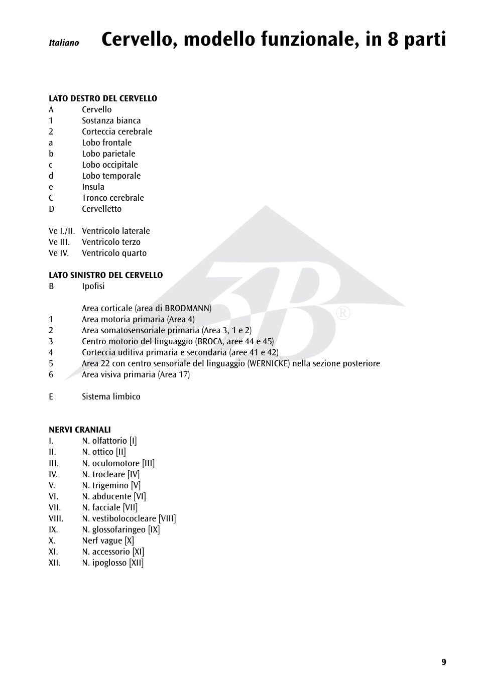 Cervello, modello funzionale, in 8 parti | 3B Scientific Neuro-Anatomical Brain, 8 part User Manual | Page 9 / 16