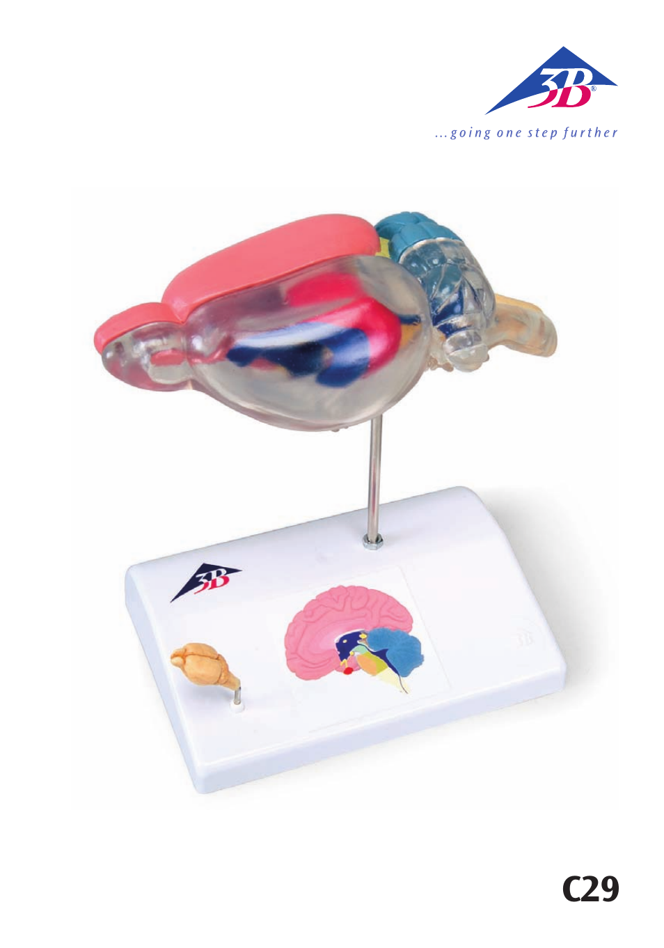 3B Scientific Rat Brain Comparative Anatomy User Manual | 14 pages