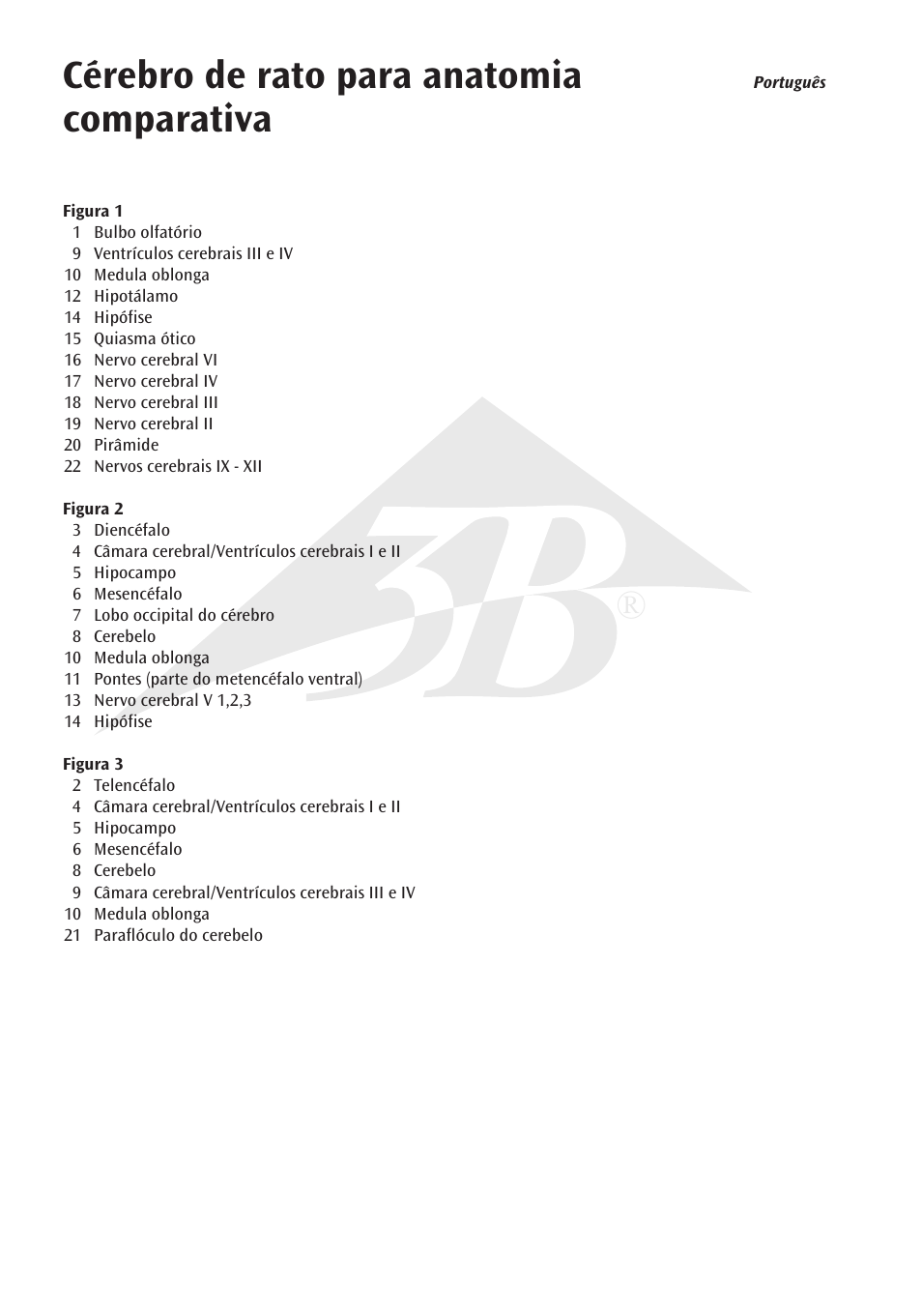 Cérebro de rato para anatomia comparativa | 3B Scientific Rat Brain Comparative Anatomy User Manual | Page 10 / 14