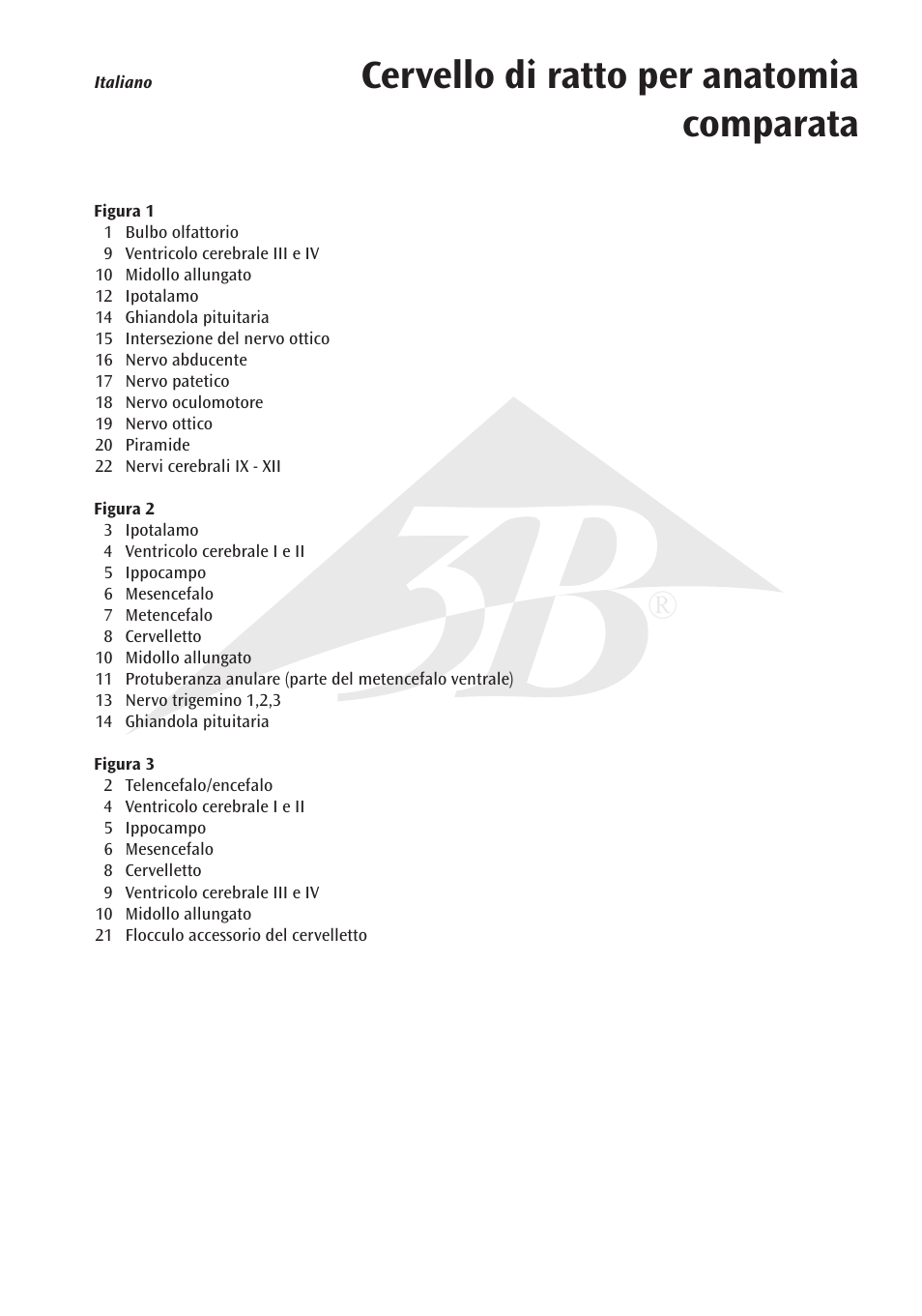 Cervello di ratto per anatomia comparata | 3B Scientific Rat Brain Comparative Anatomy User Manual | Page 11 / 14
