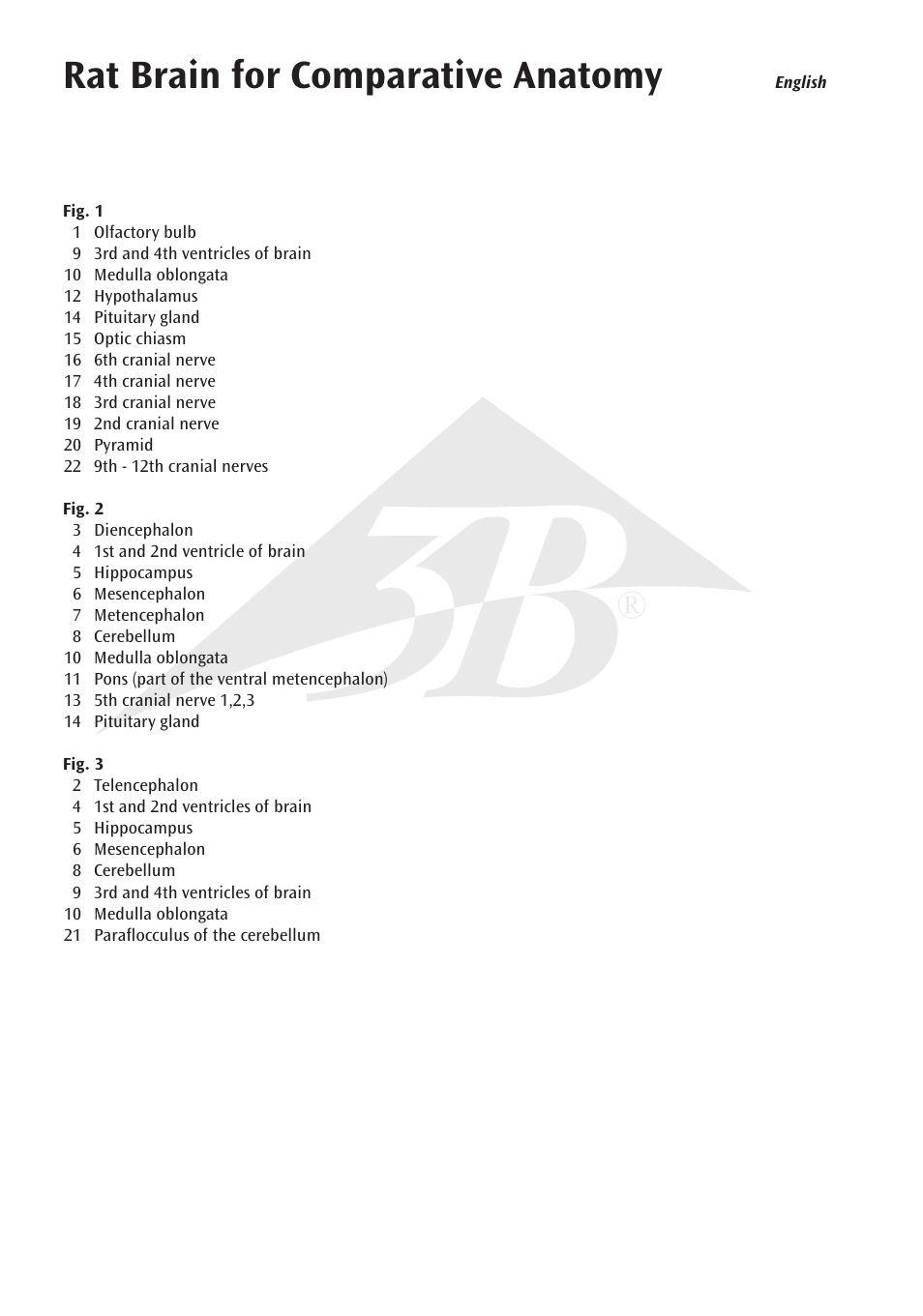 Rat brain for comparative anatomy | 3B Scientific Rat Brain Comparative Anatomy User Manual | Page 4 / 14