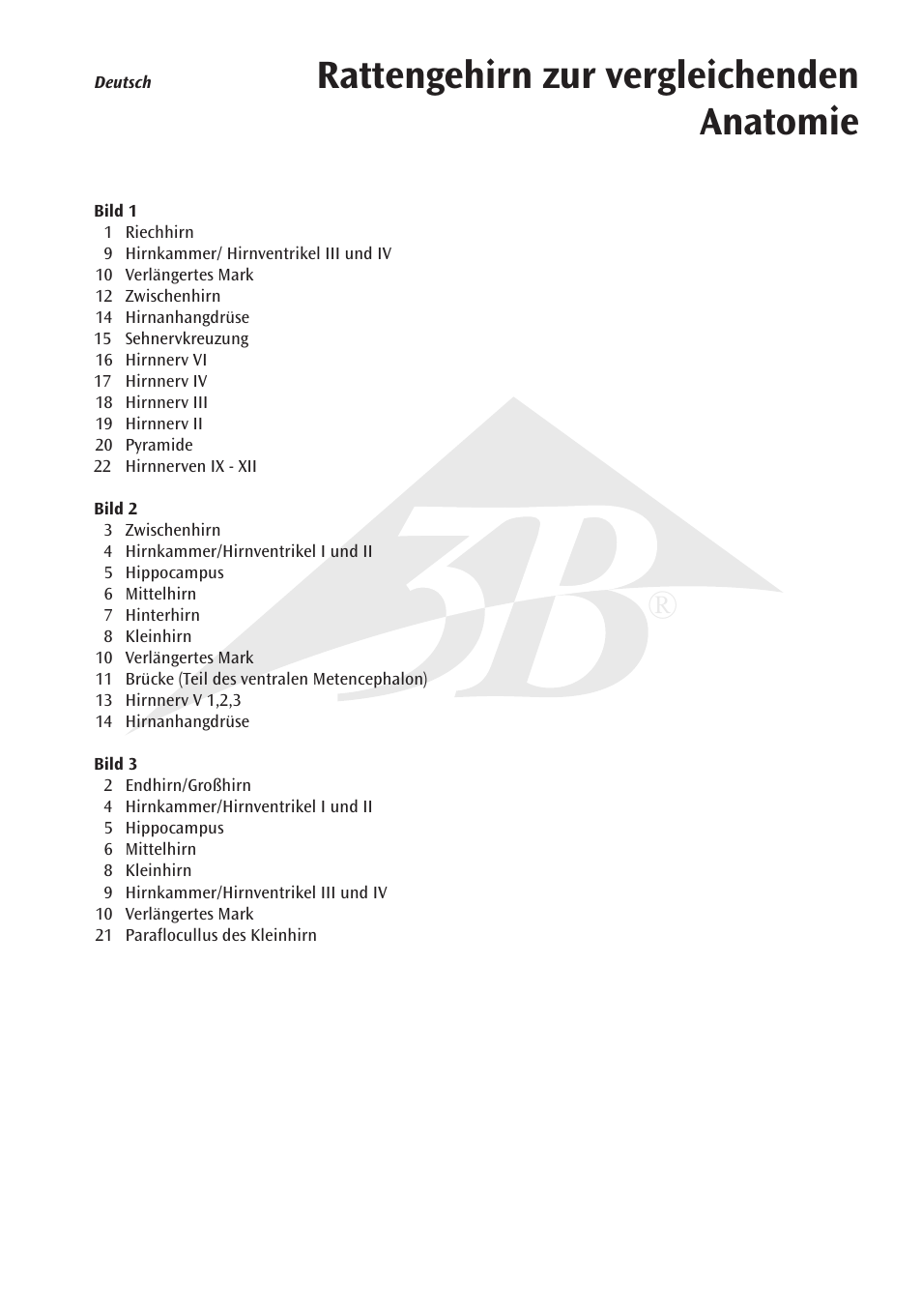 Rattengehirn zur vergleichenden anatomie | 3B Scientific Rat Brain Comparative Anatomy User Manual | Page 5 / 14