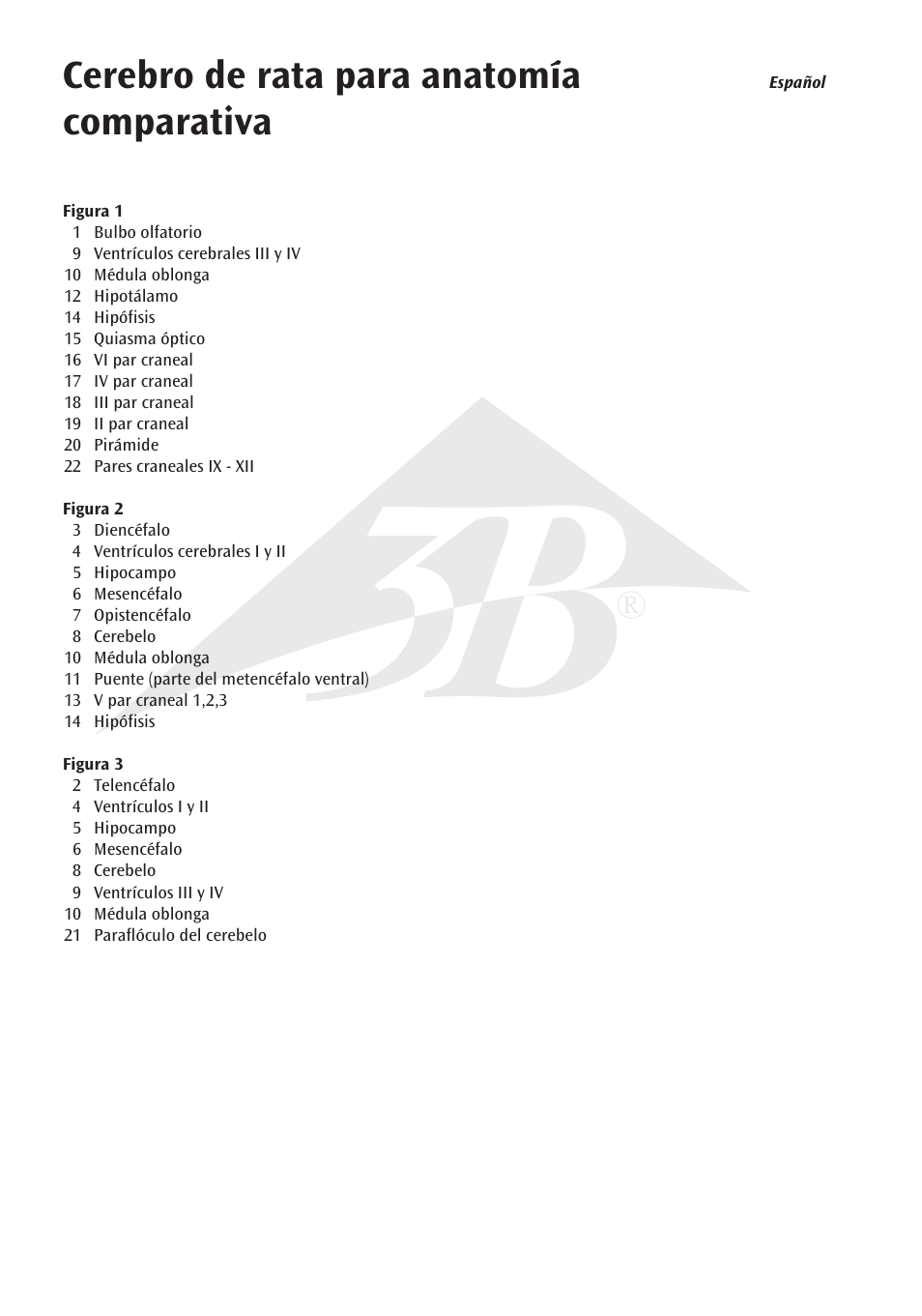 Cerebro de rata para anatomía comparativa | 3B Scientific Rat Brain Comparative Anatomy User Manual | Page 6 / 14