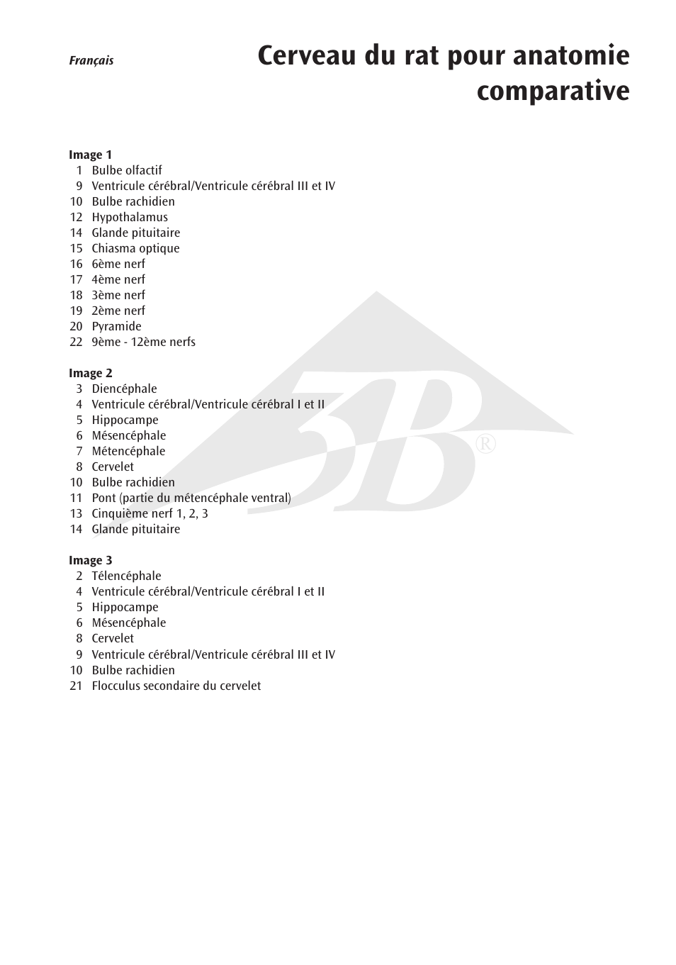 Cerveau du rat pour anatomie comparative | 3B Scientific Rat Brain Comparative Anatomy User Manual | Page 7 / 14