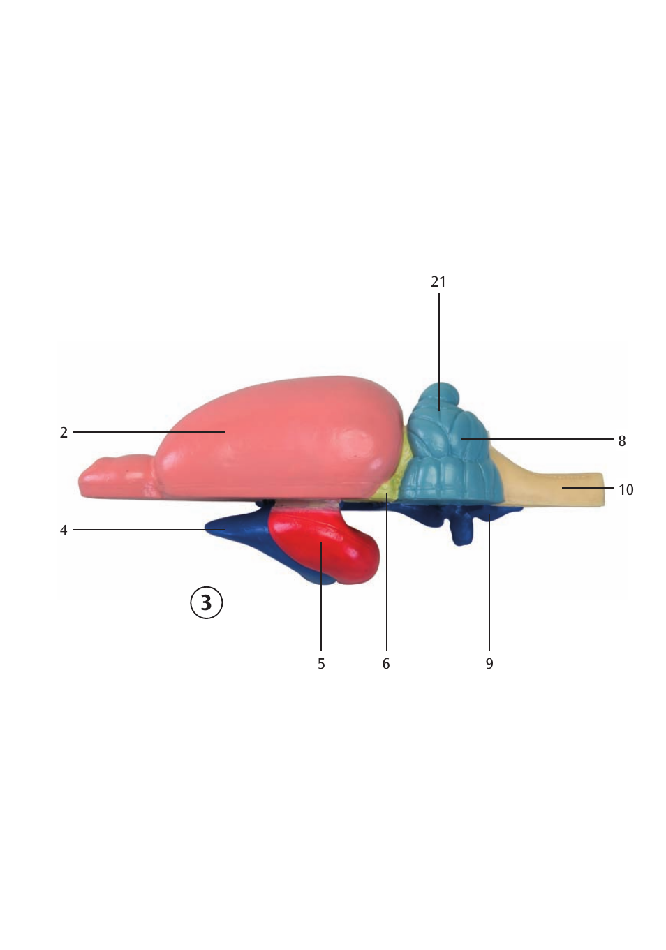 3B Scientific Rat Brain Comparative Anatomy User Manual | Page 9 / 14