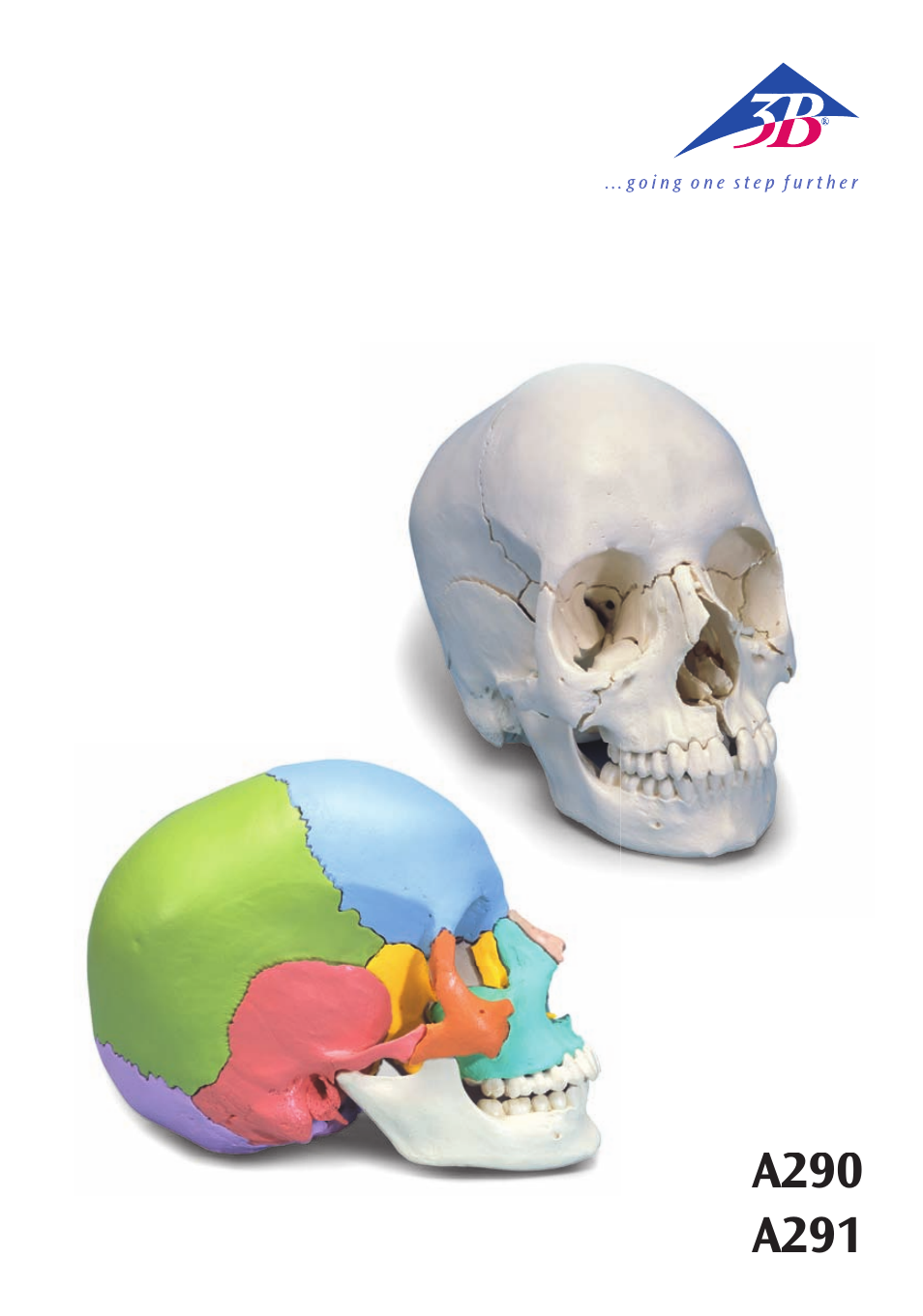 3B Scientific Beauchene Adult Human Skull Model - Didactic Colored Version, 22 part User Manual | 20 pages