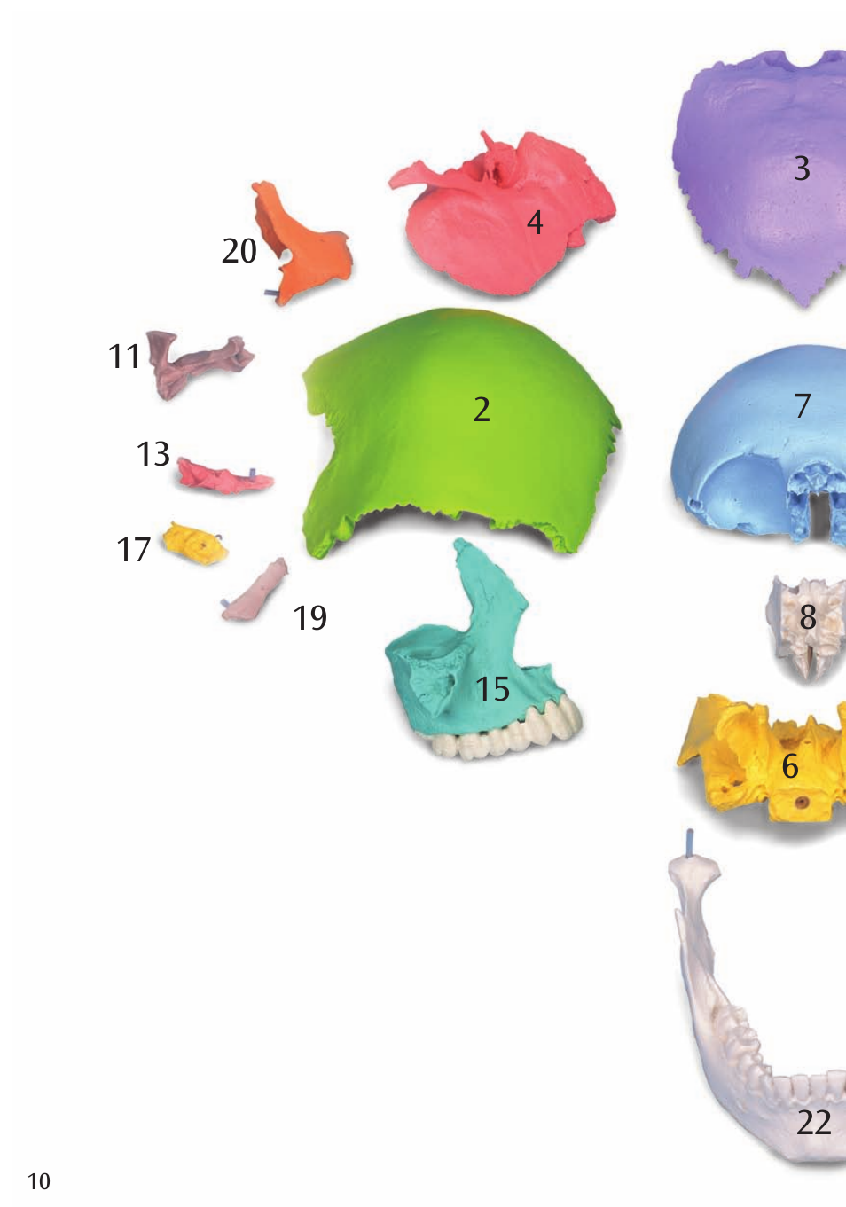 3B Scientific Beauchene Adult Human Skull Model - Didactic Colored Version, 22 part User Manual | Page 10 / 20